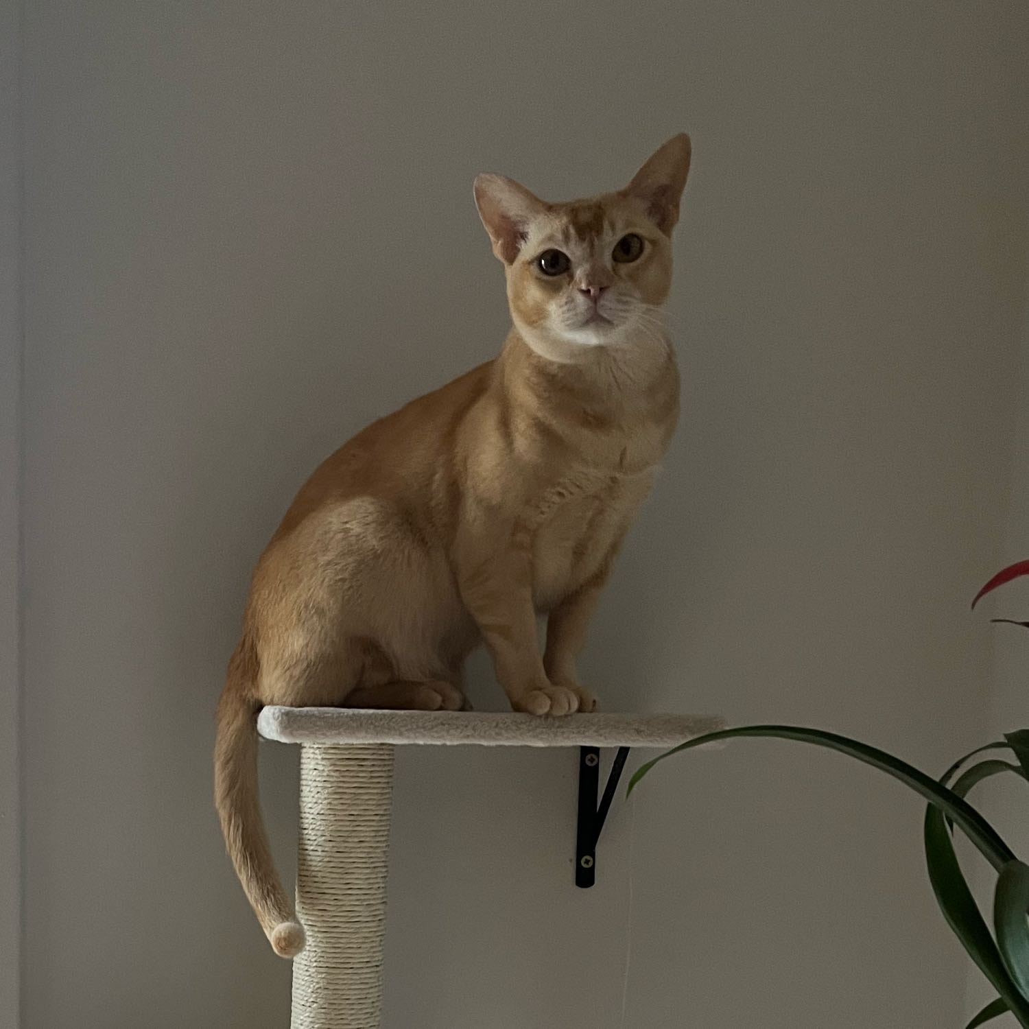 Bowie 