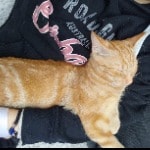 Ginger