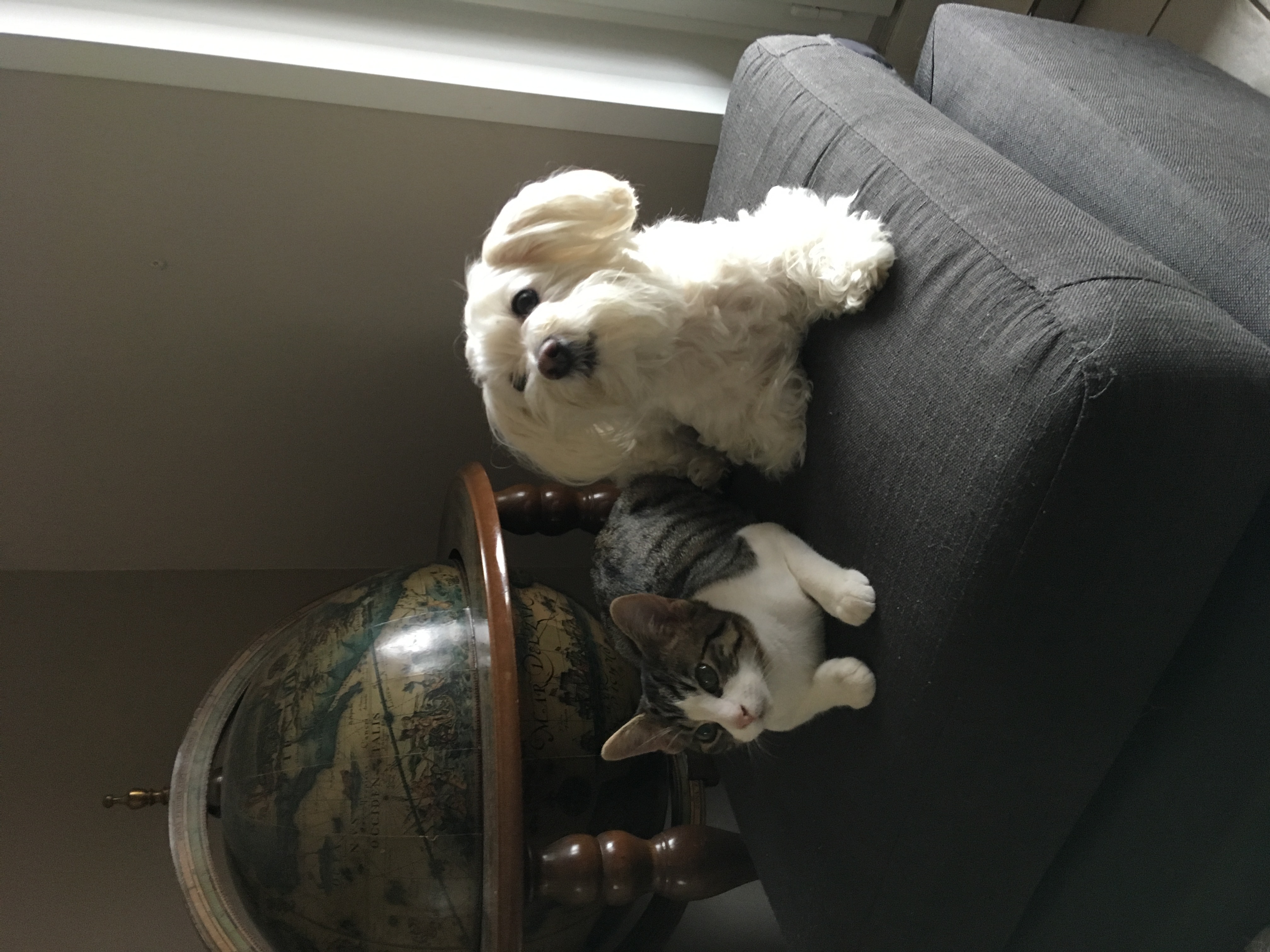 image-7