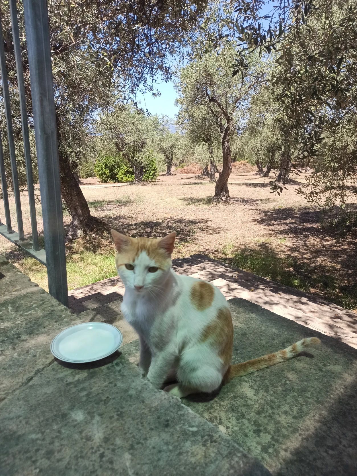 image-7