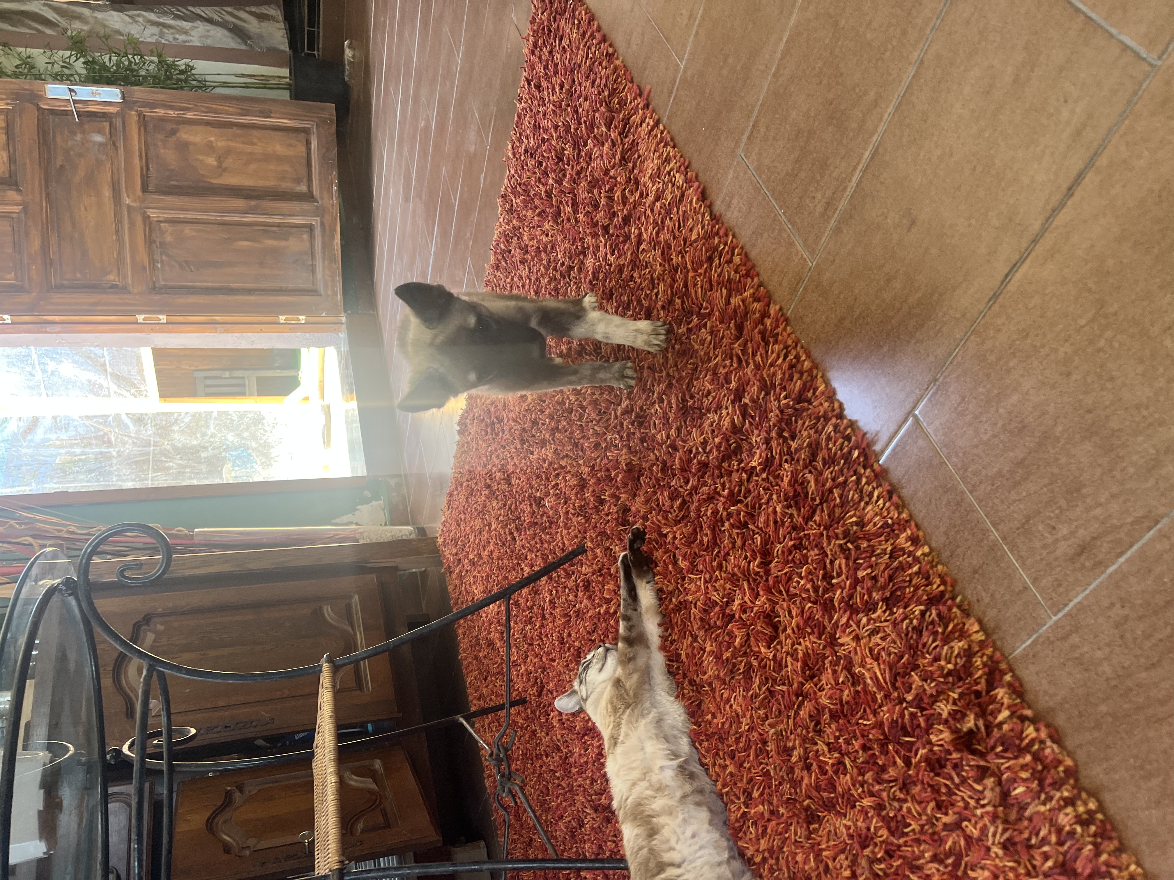 image-7