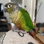Frankie
