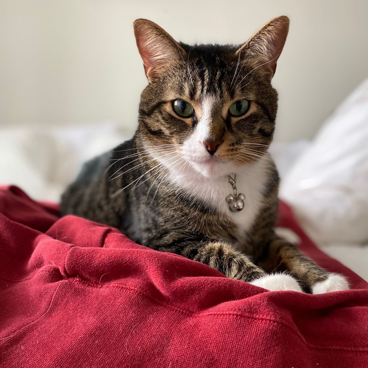 Felix
