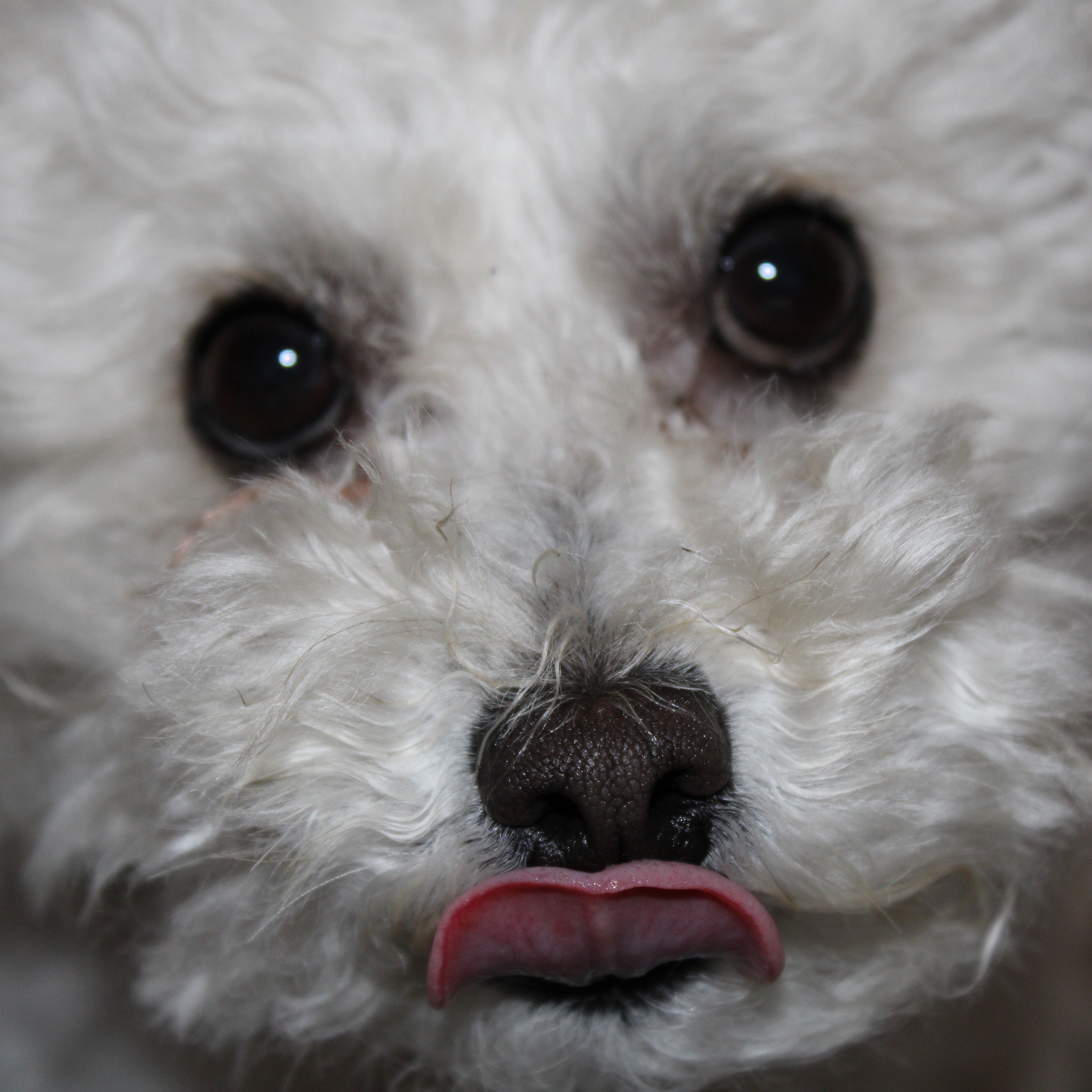 Baloo