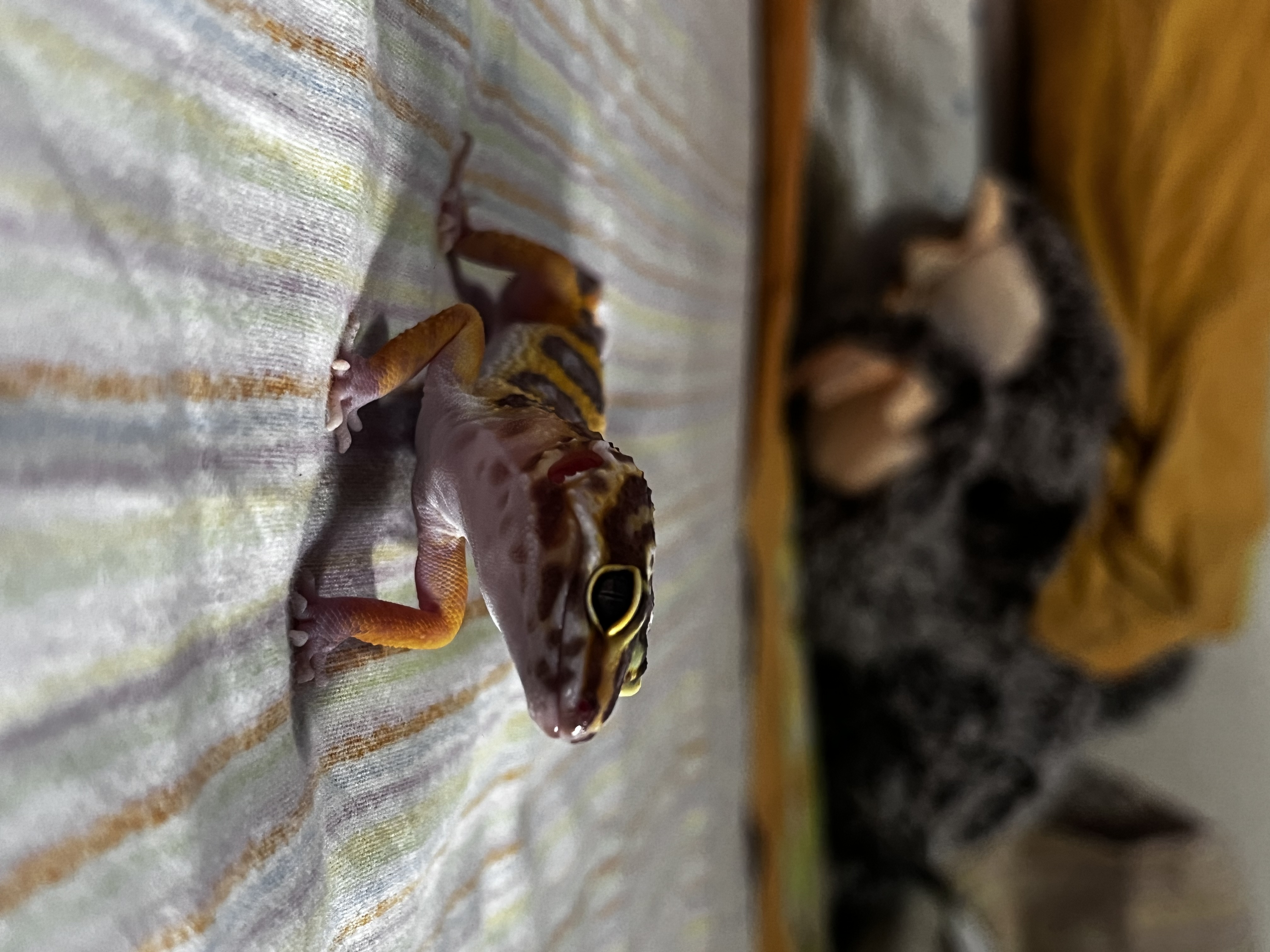 image-14