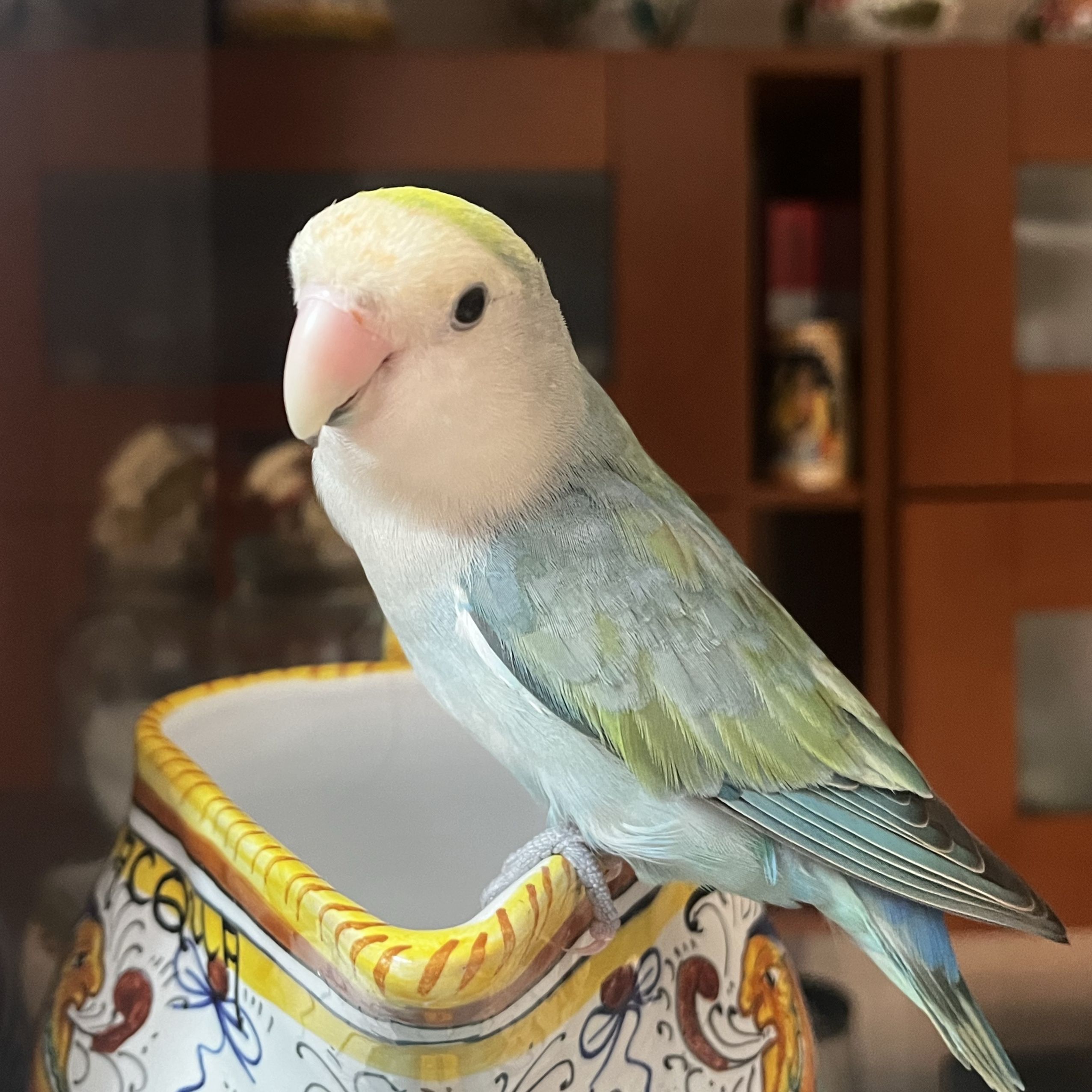Pita