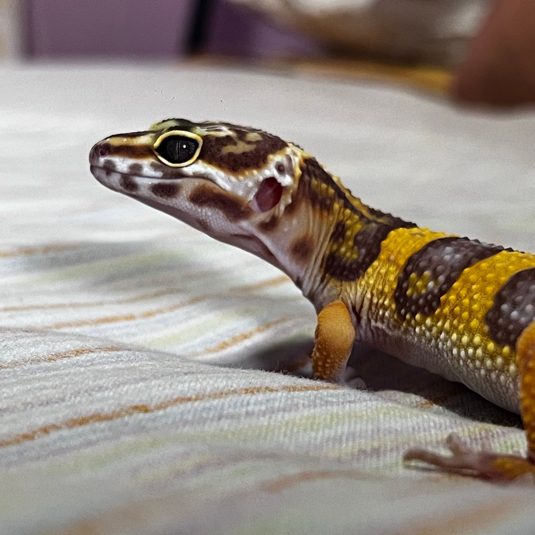 Leo