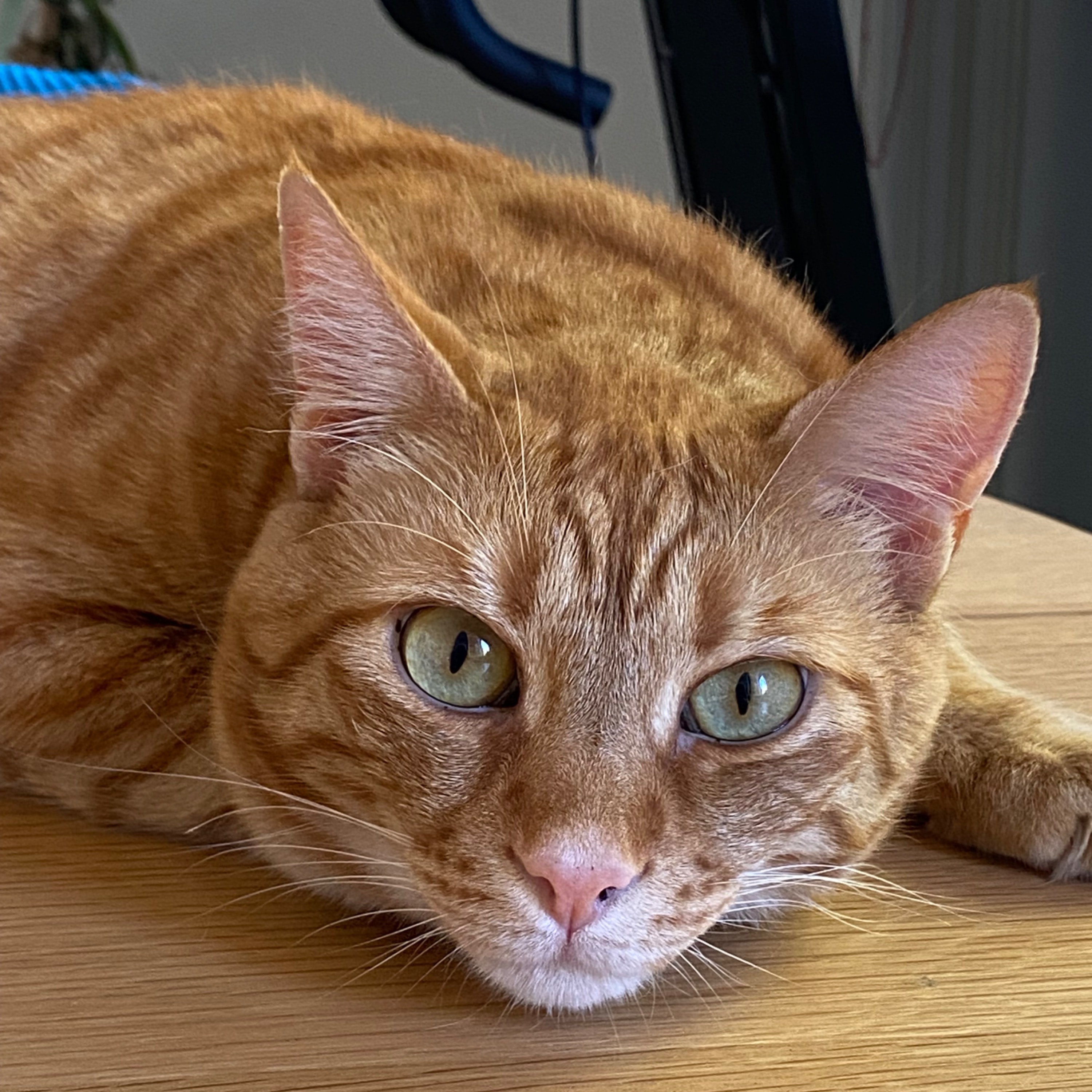 Ghirigoro detto Ghiro