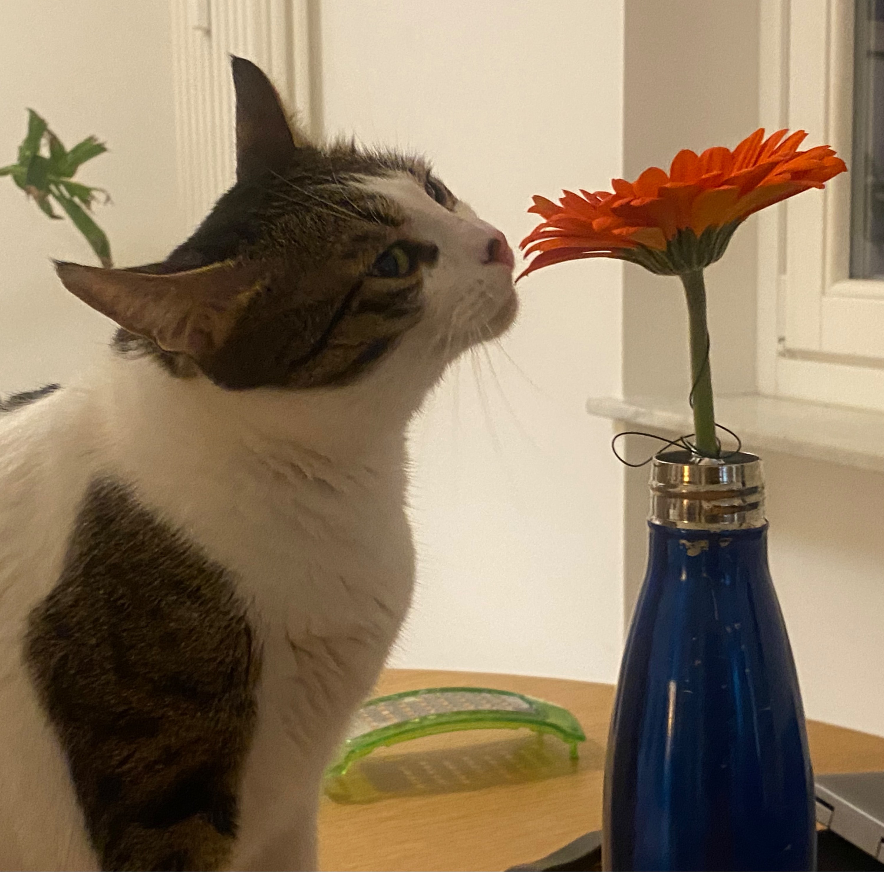 Cornelia detta Korny