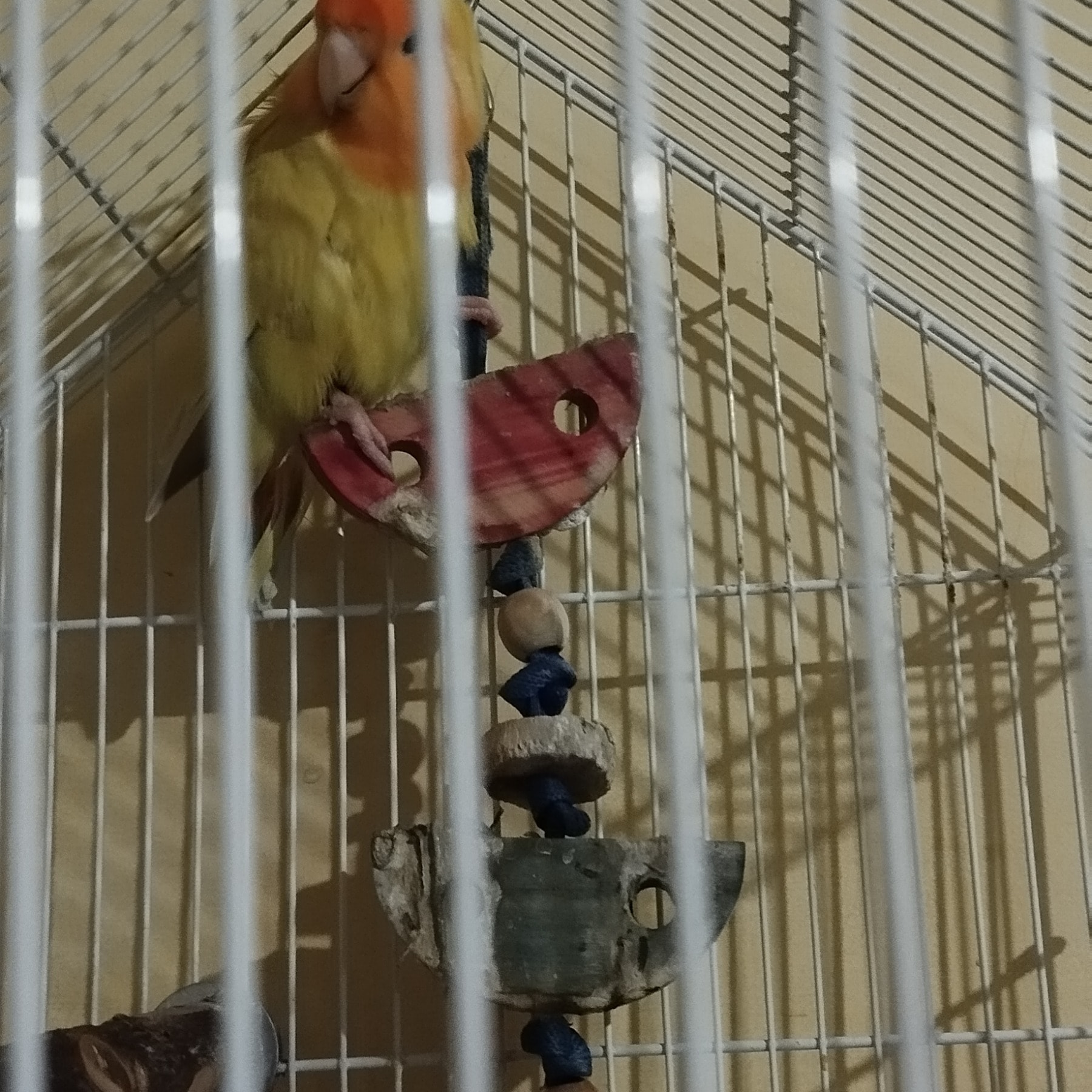 Paco