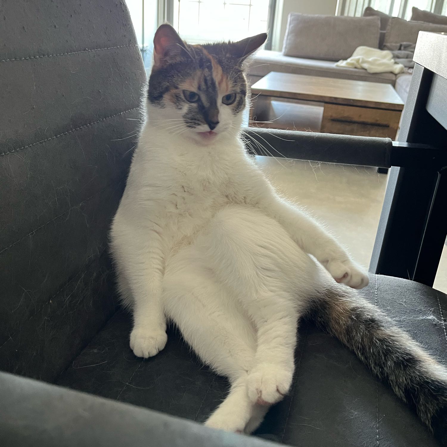Hazel
