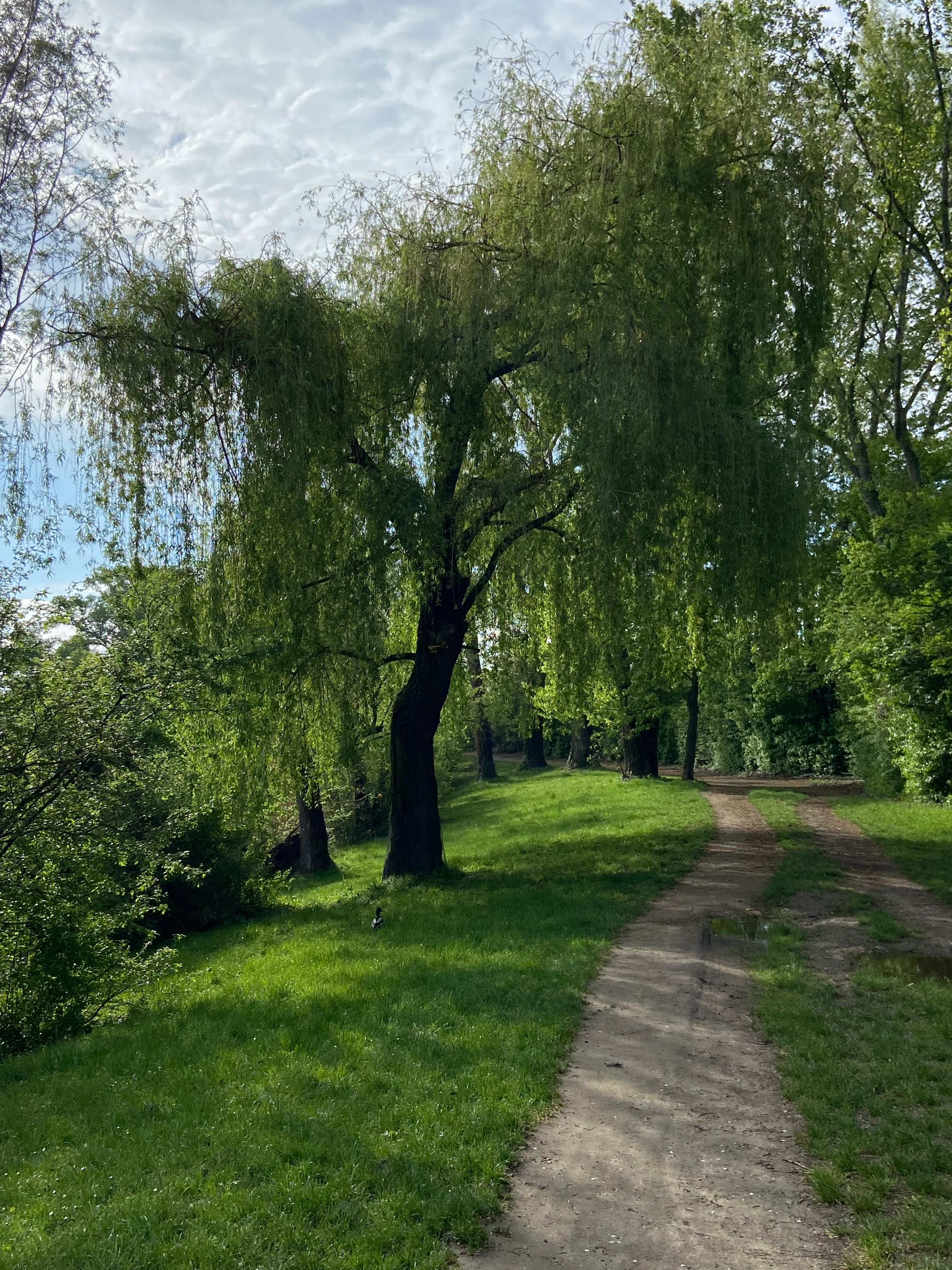 image-19
