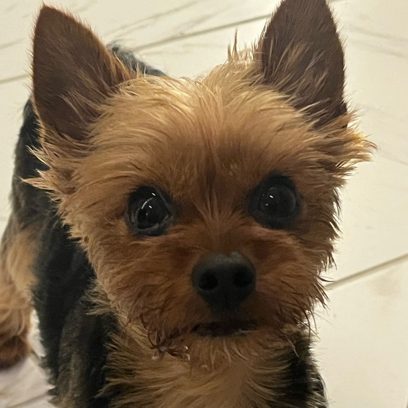 Eléonore