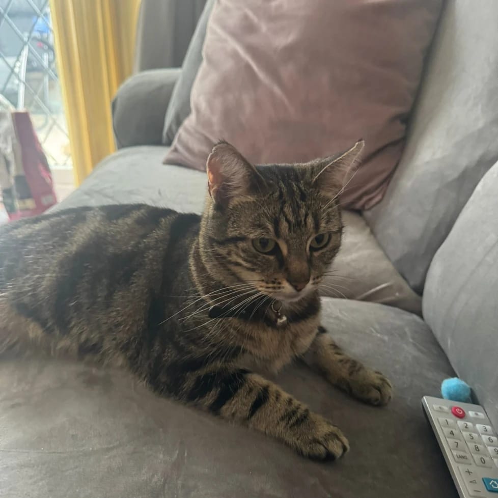 mabel