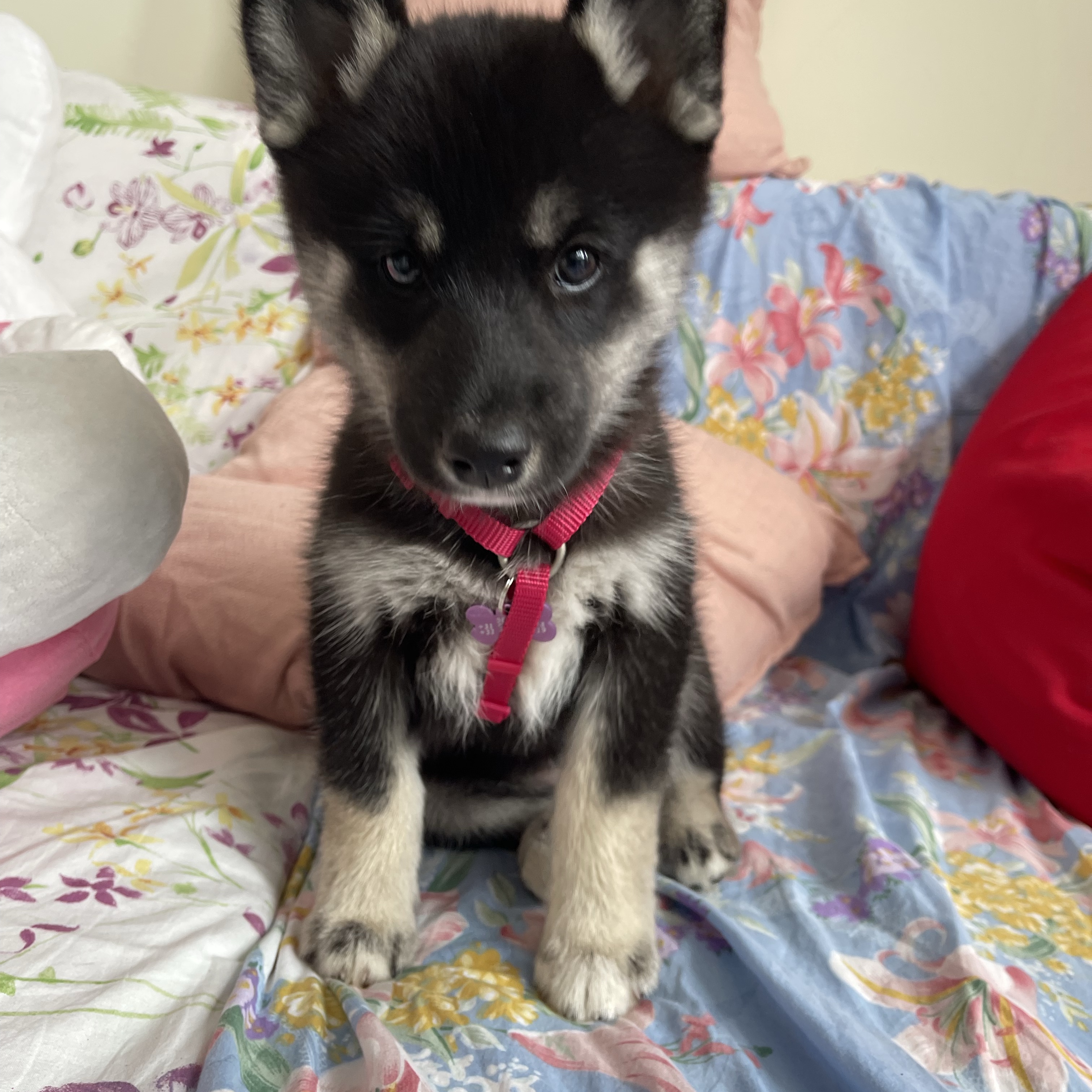 Hana 