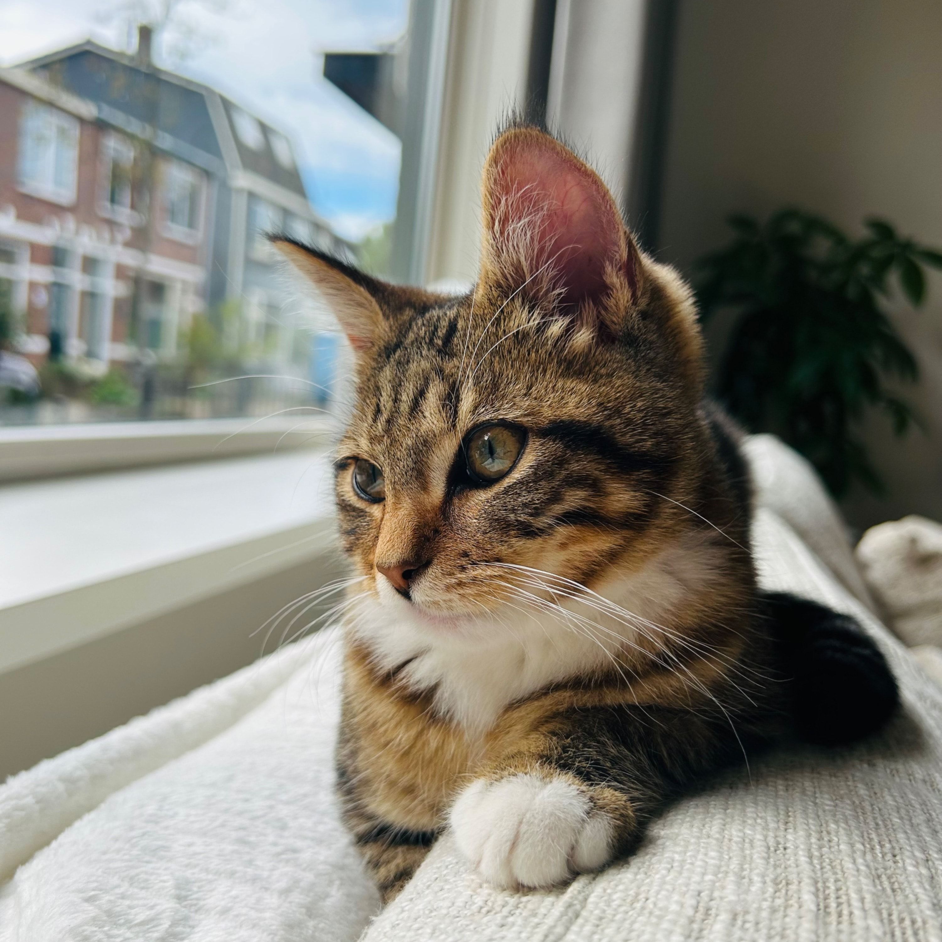 Milo