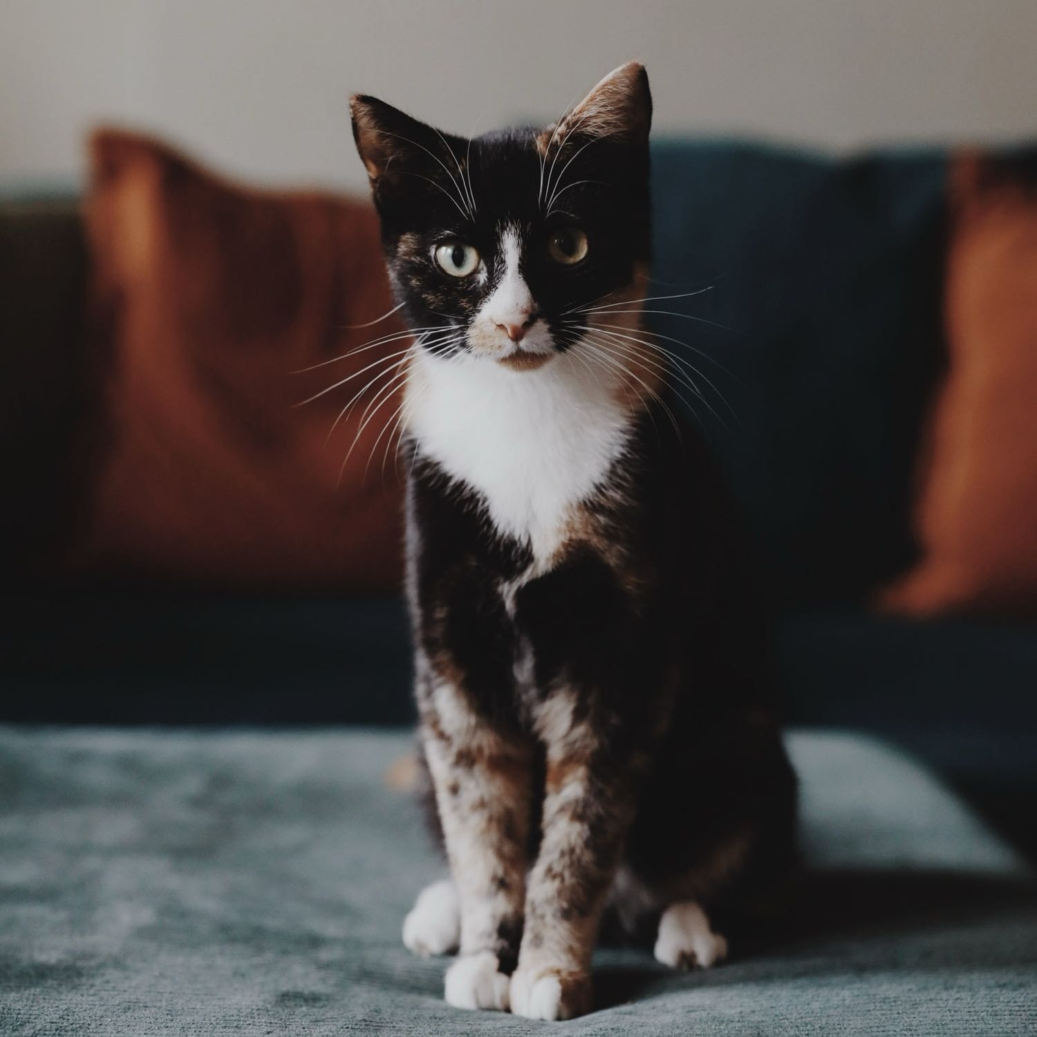 coco
