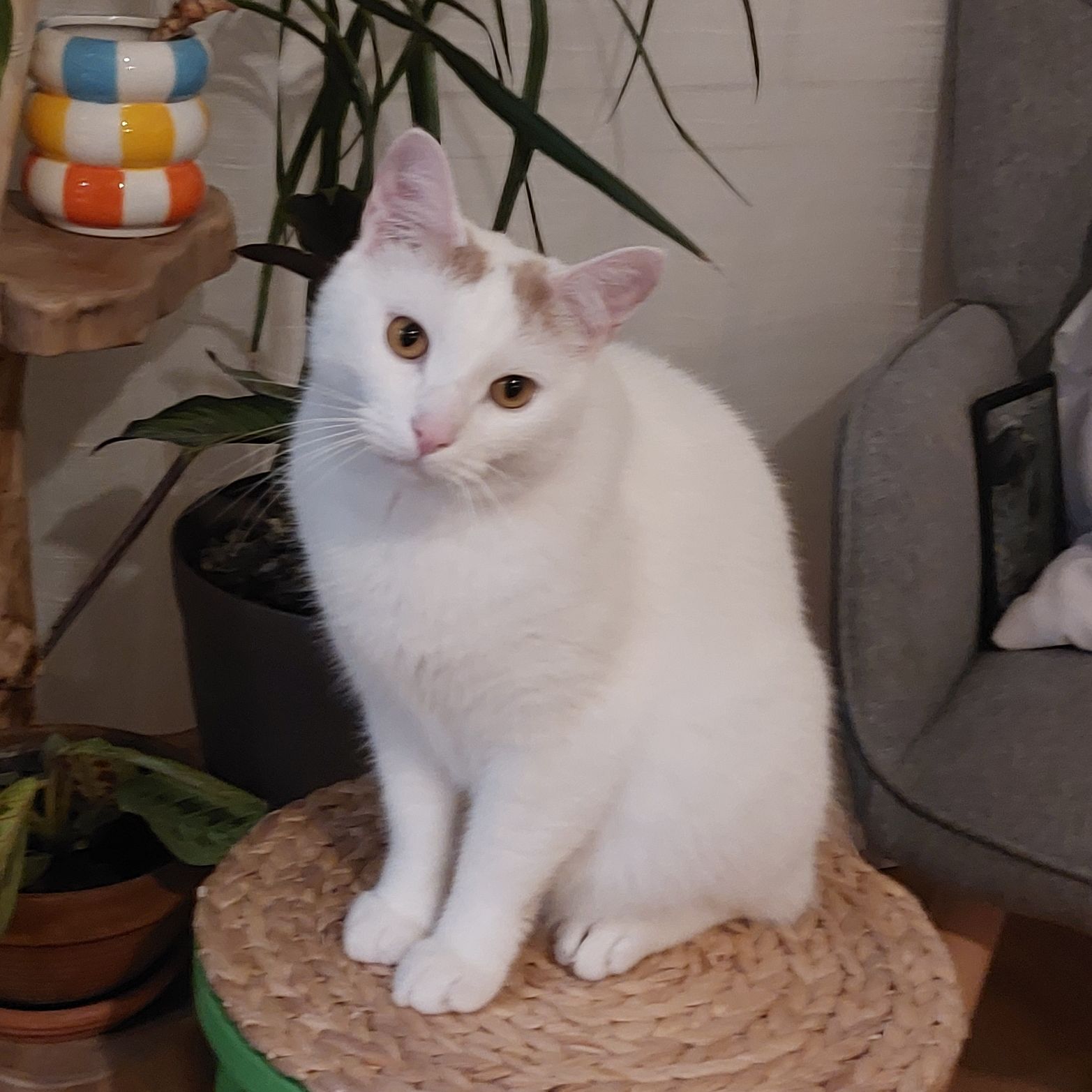 Tofu