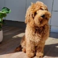 Teddy