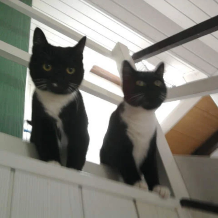 Diva & Dixi