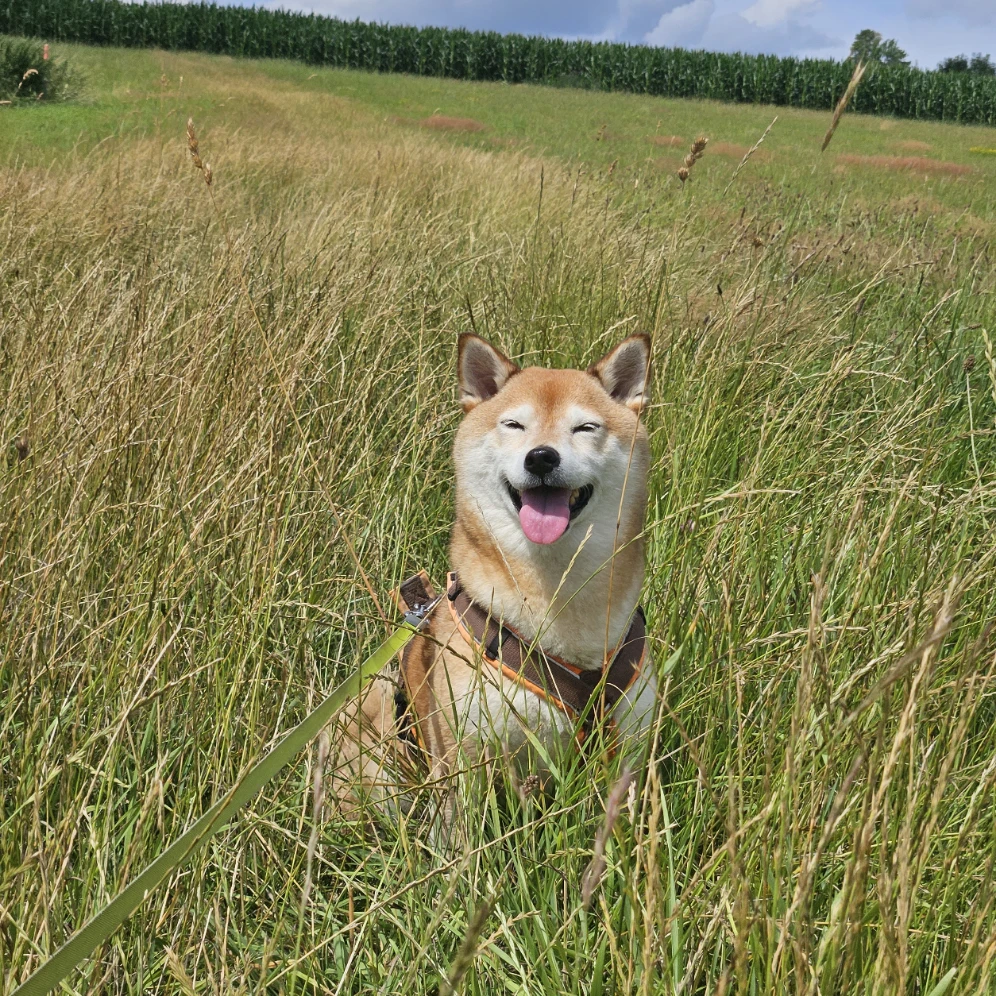 Amaya