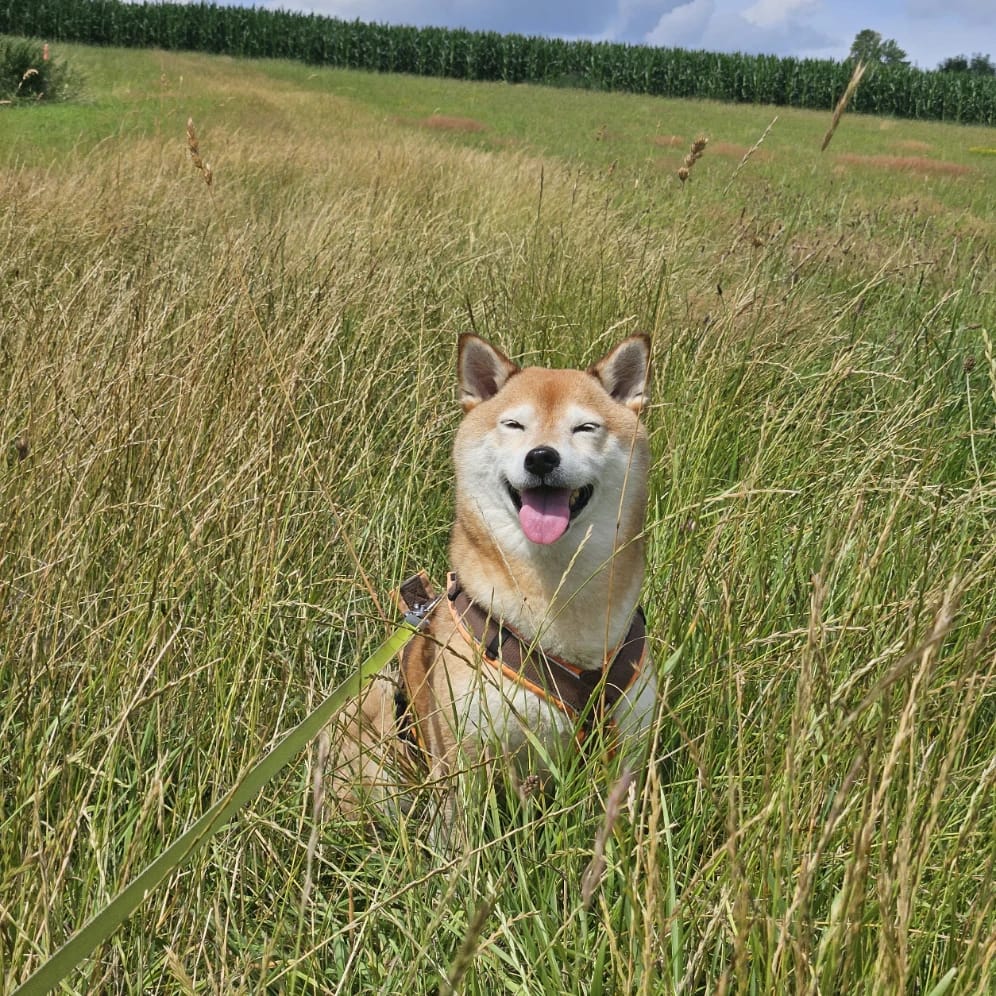 Amaya