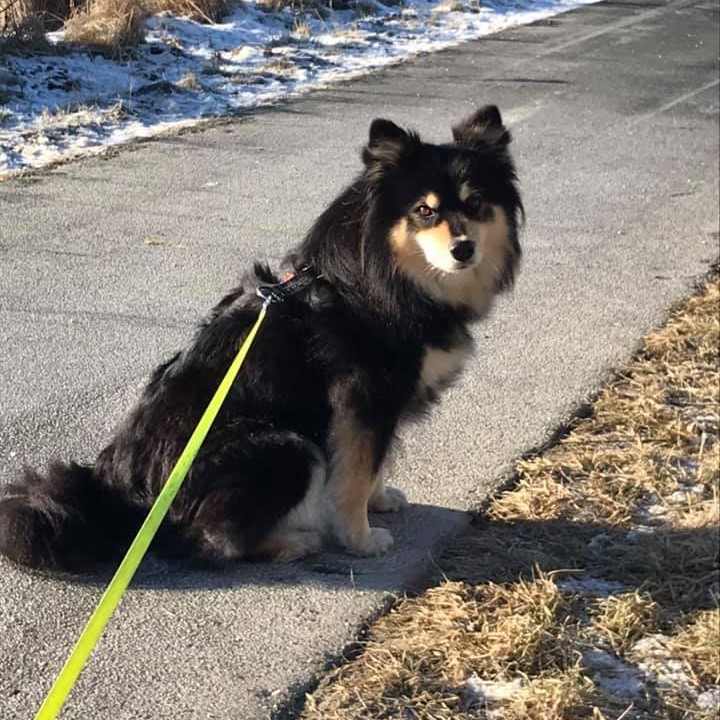 Henrik