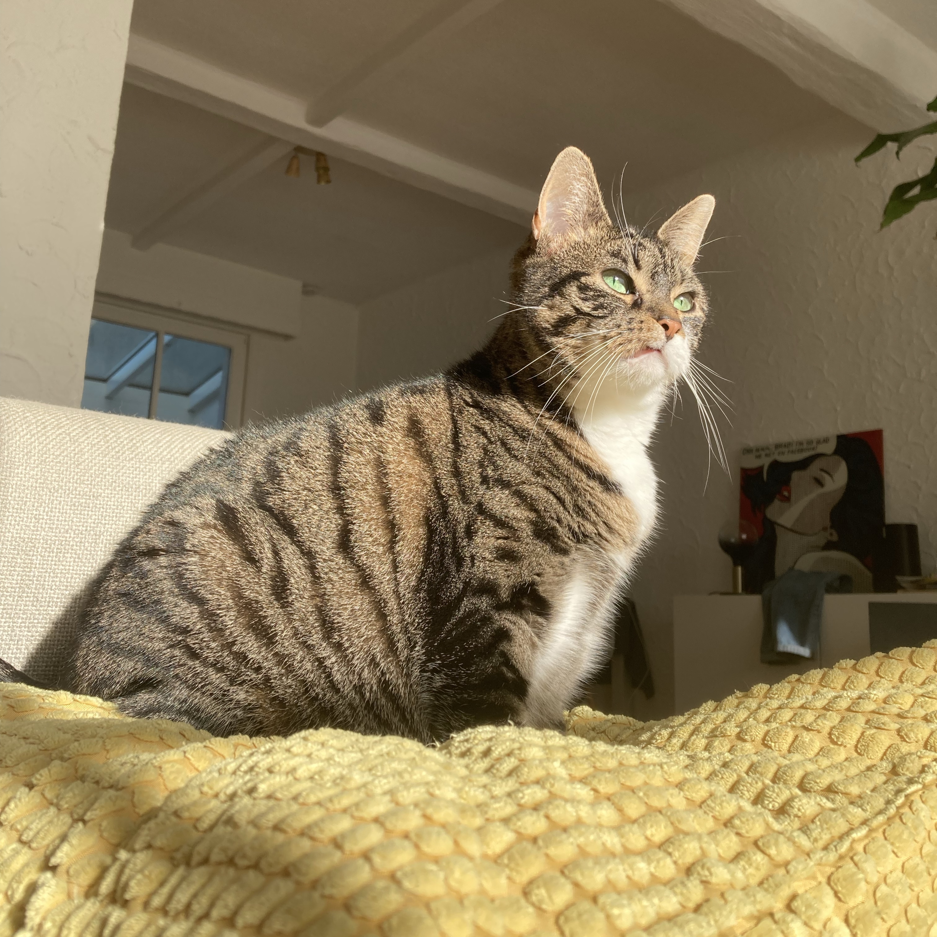 Swiffer