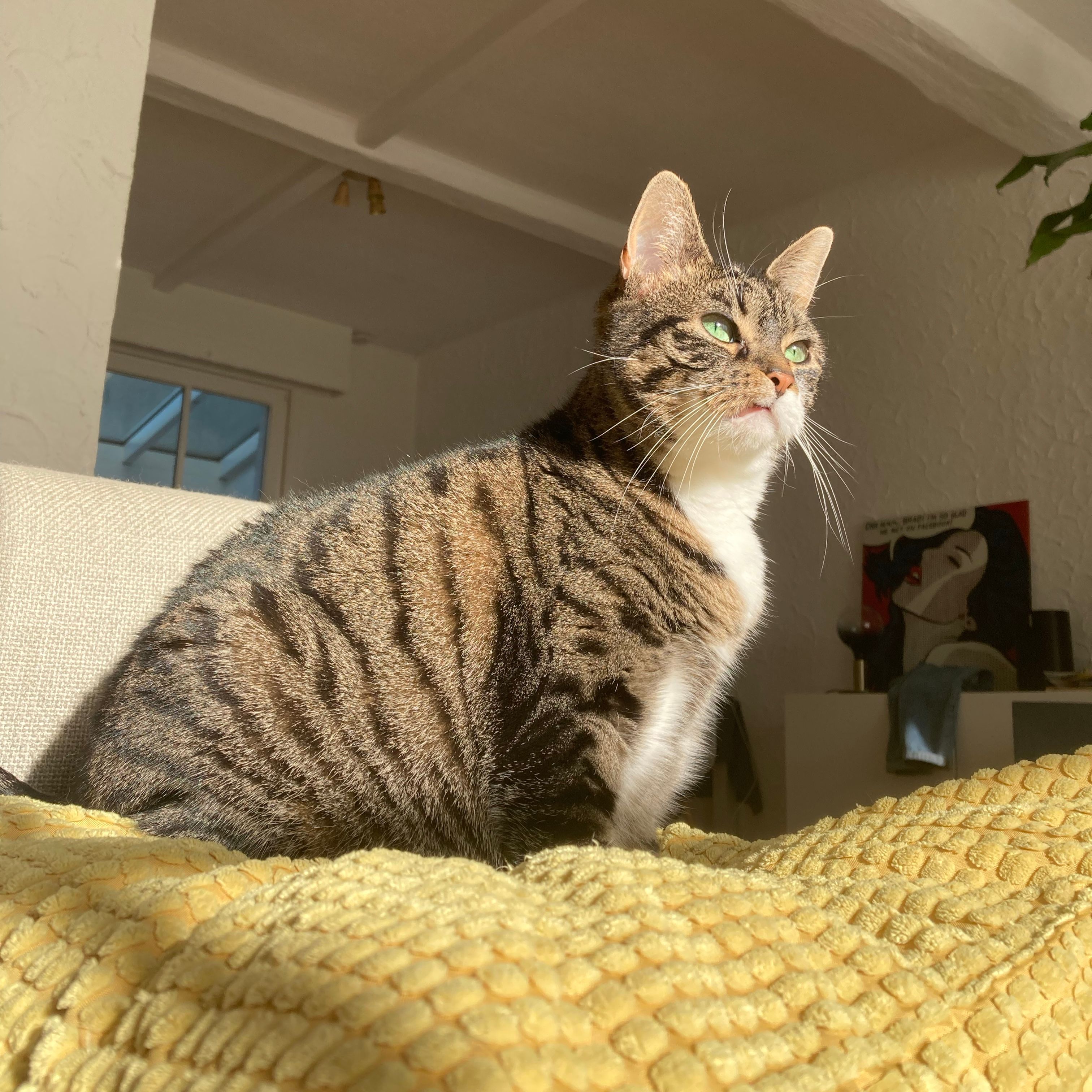 Swiffer