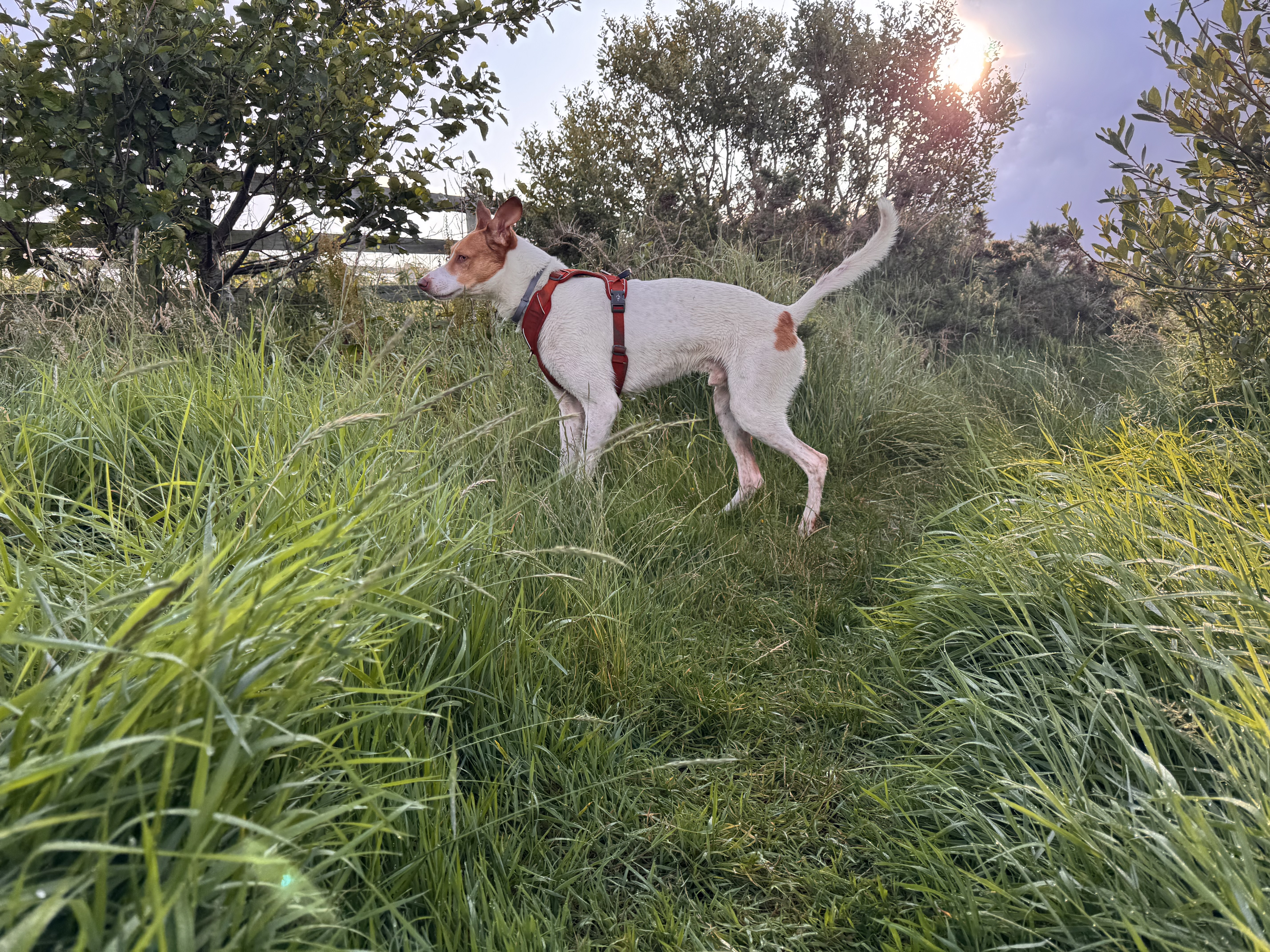 image-8