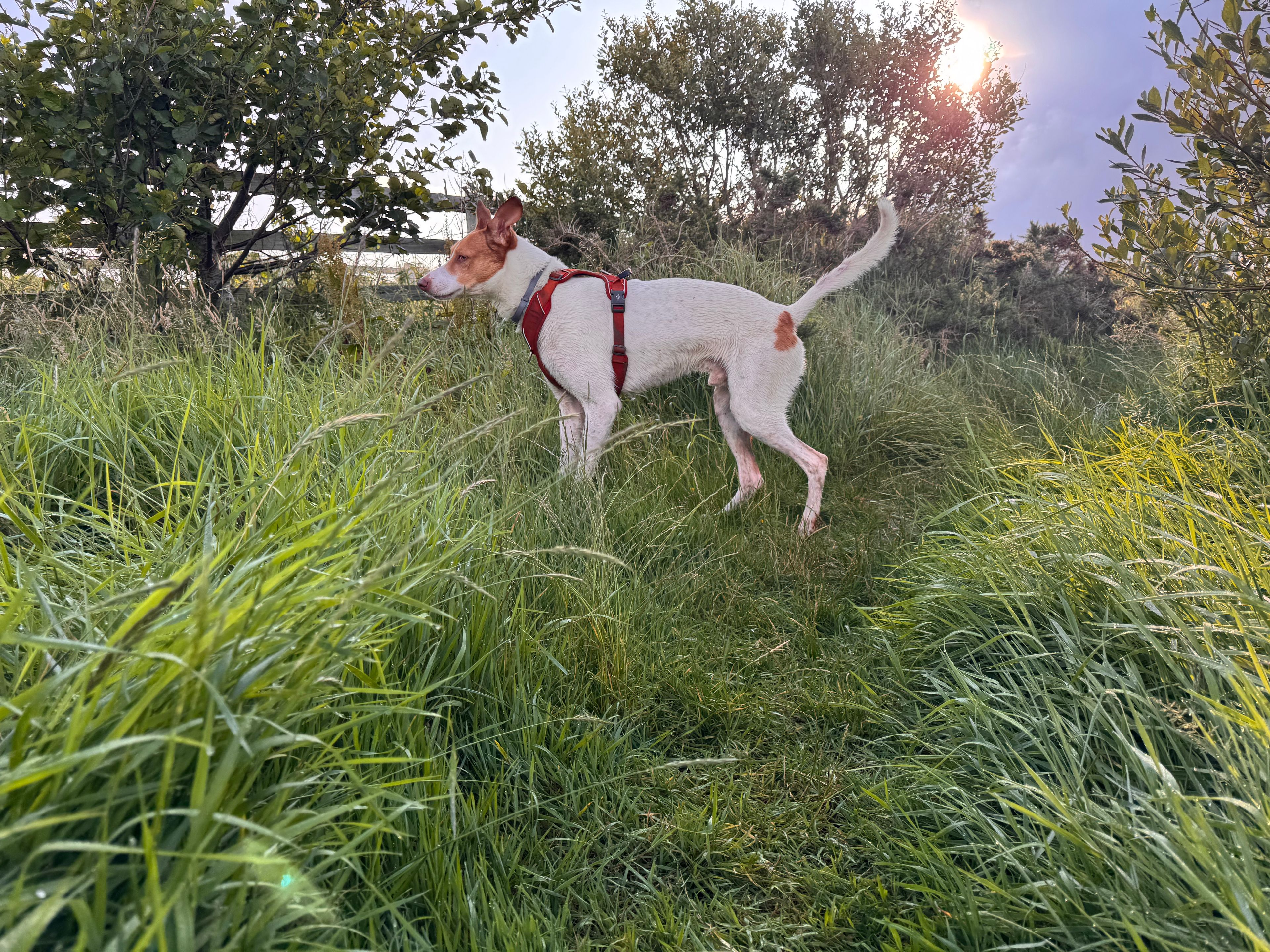 image-8