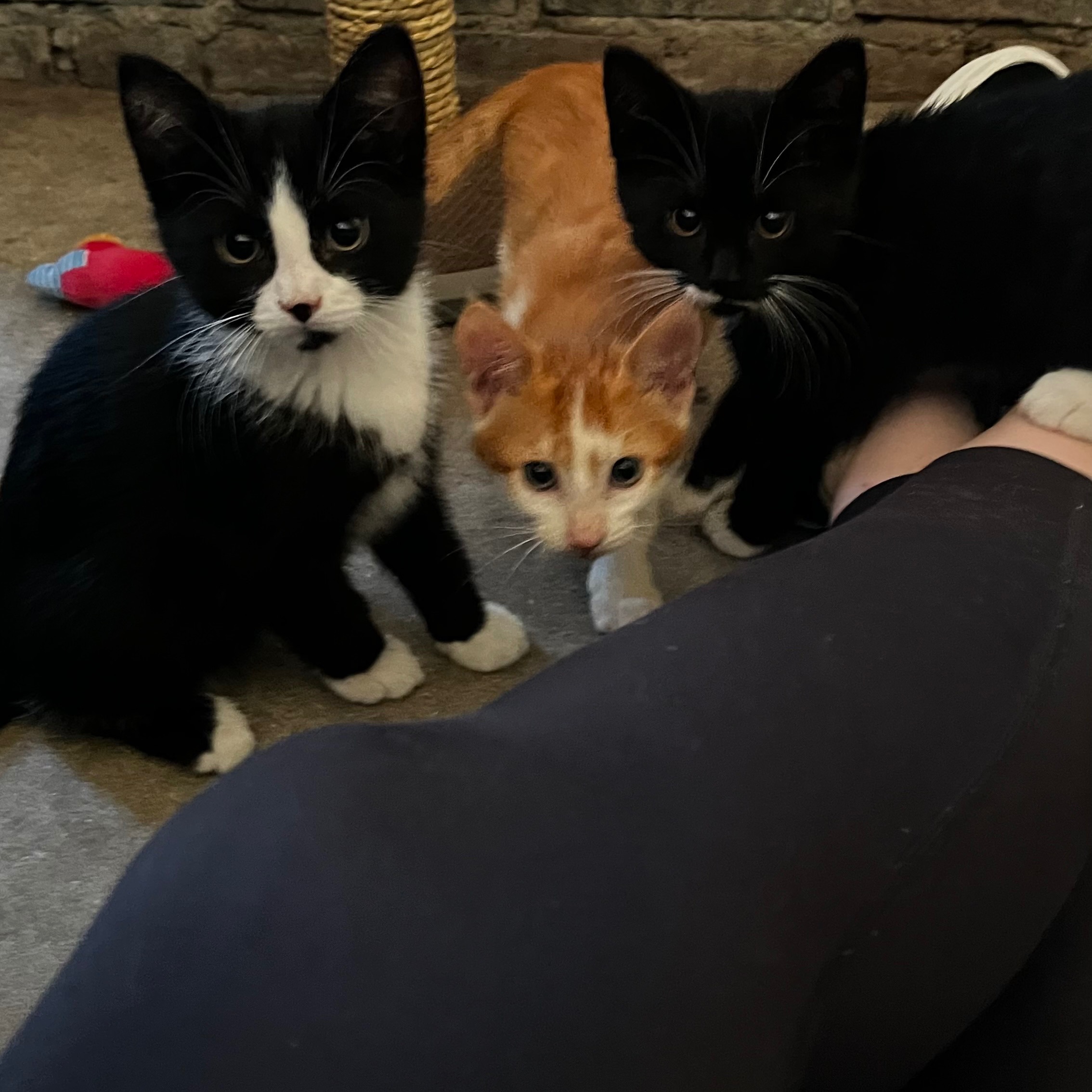 Felix, Tommy, Max, Grumpy