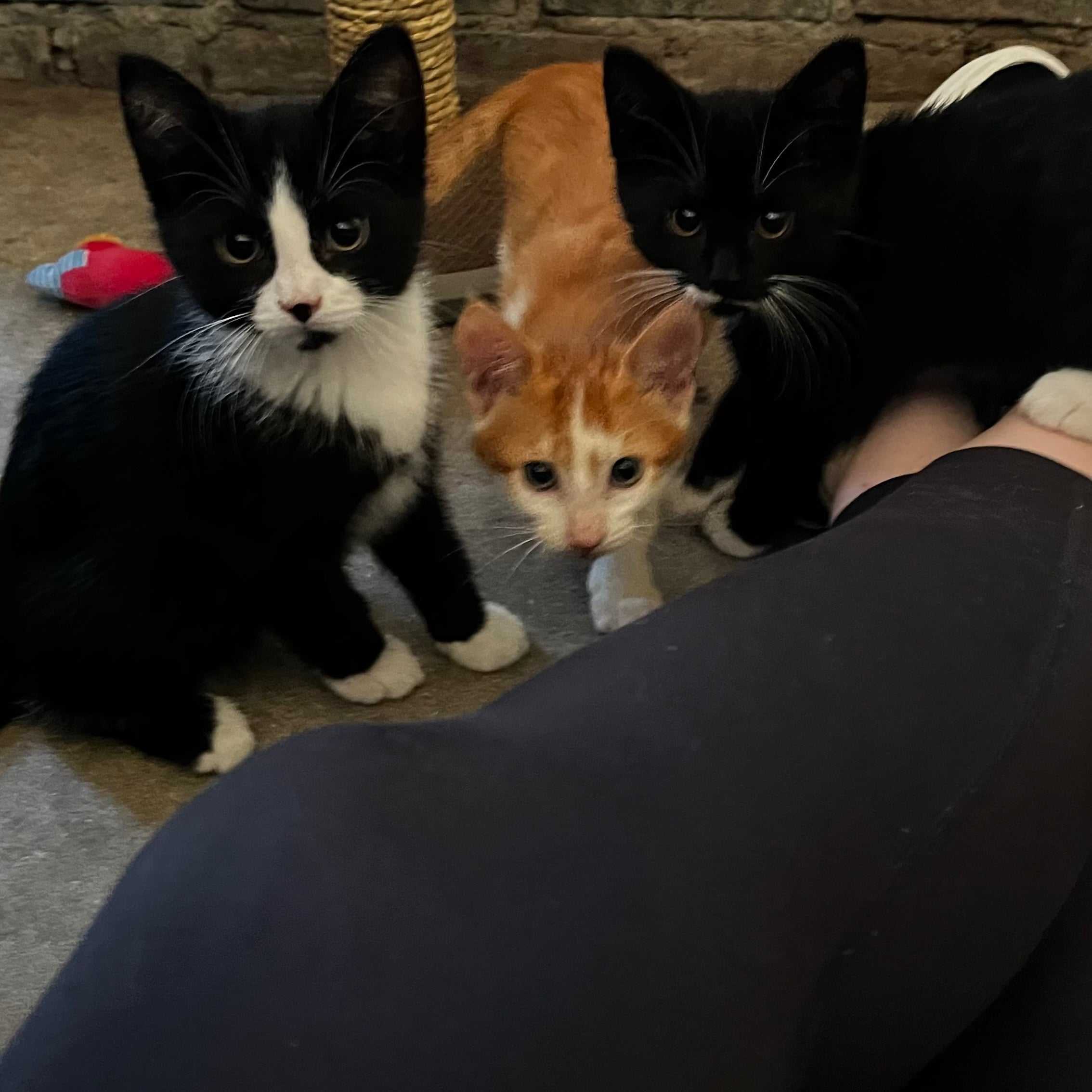 Felix, Tommy, Max, Grumpy