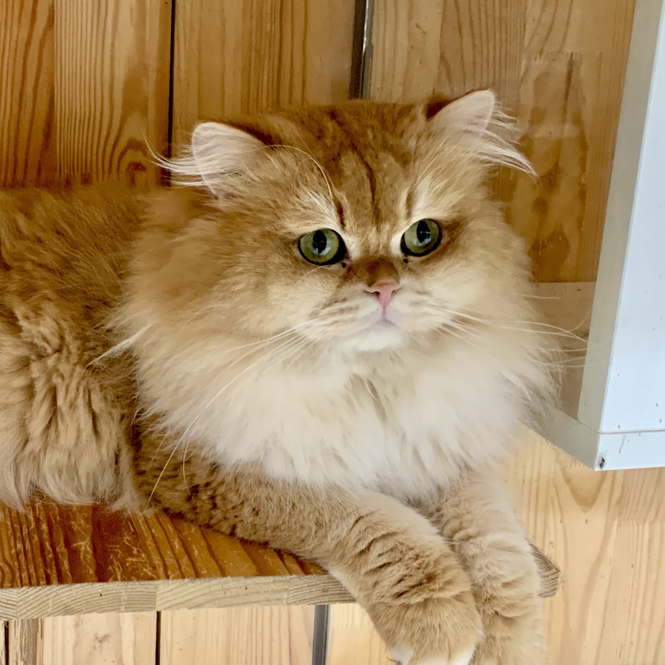 Simon 
