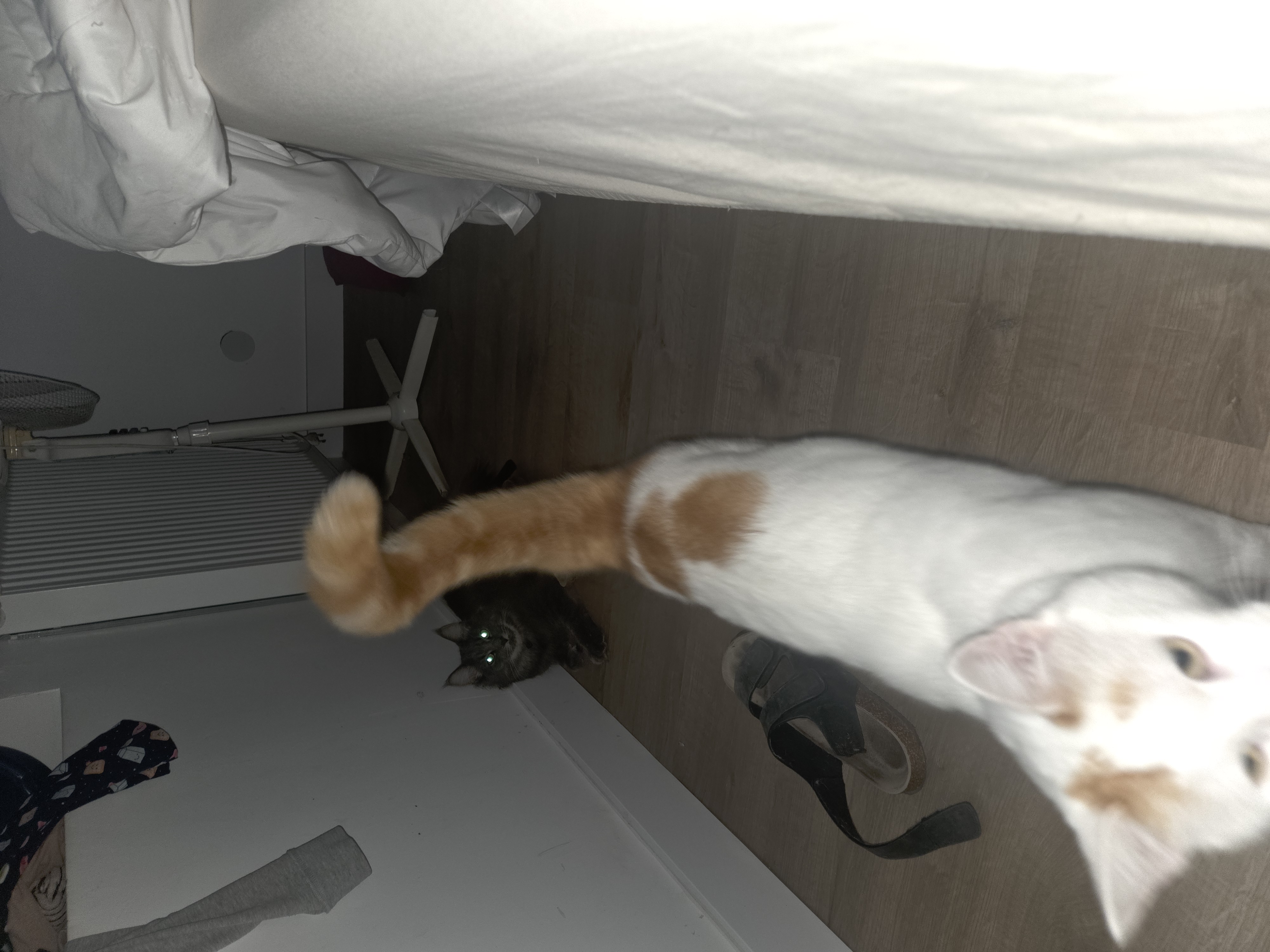 image-8