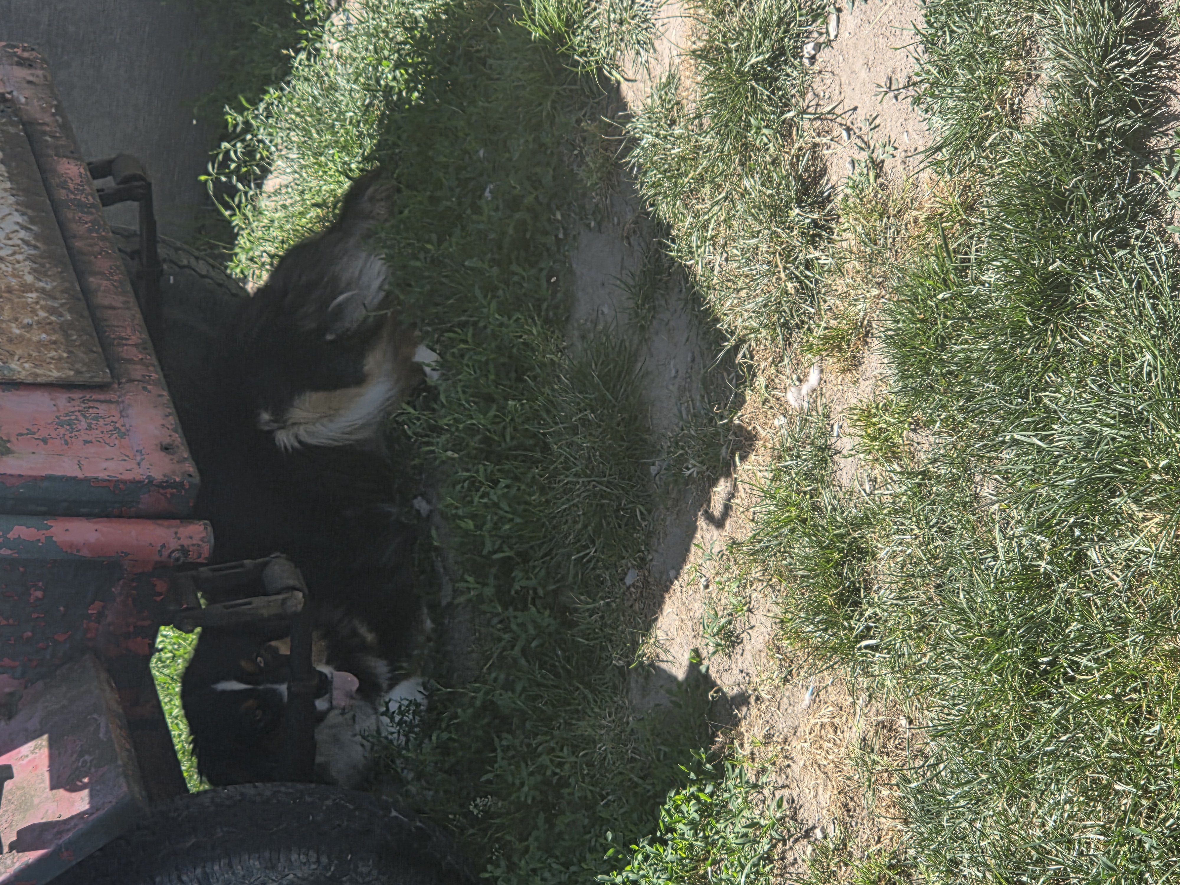 image-7