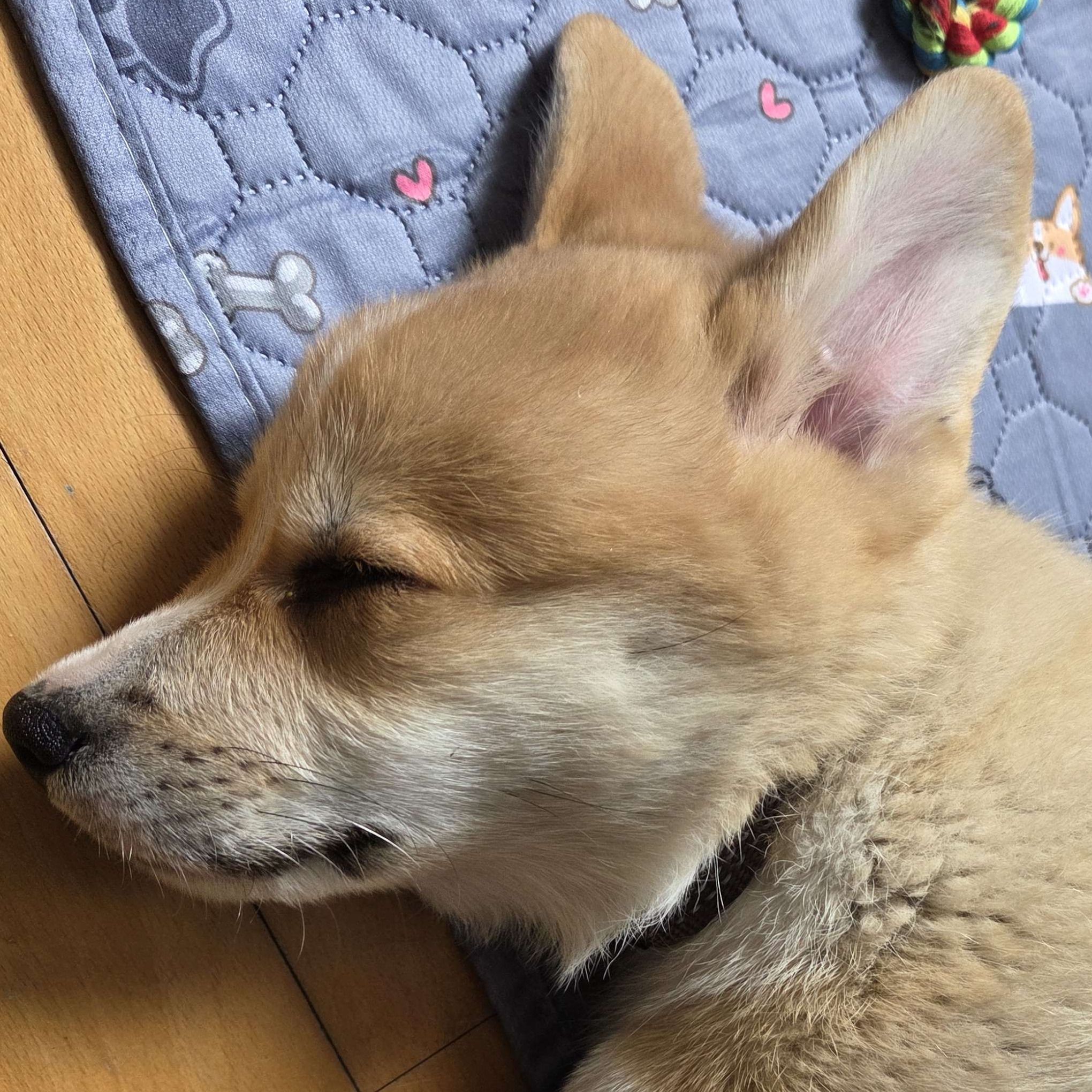 lucas