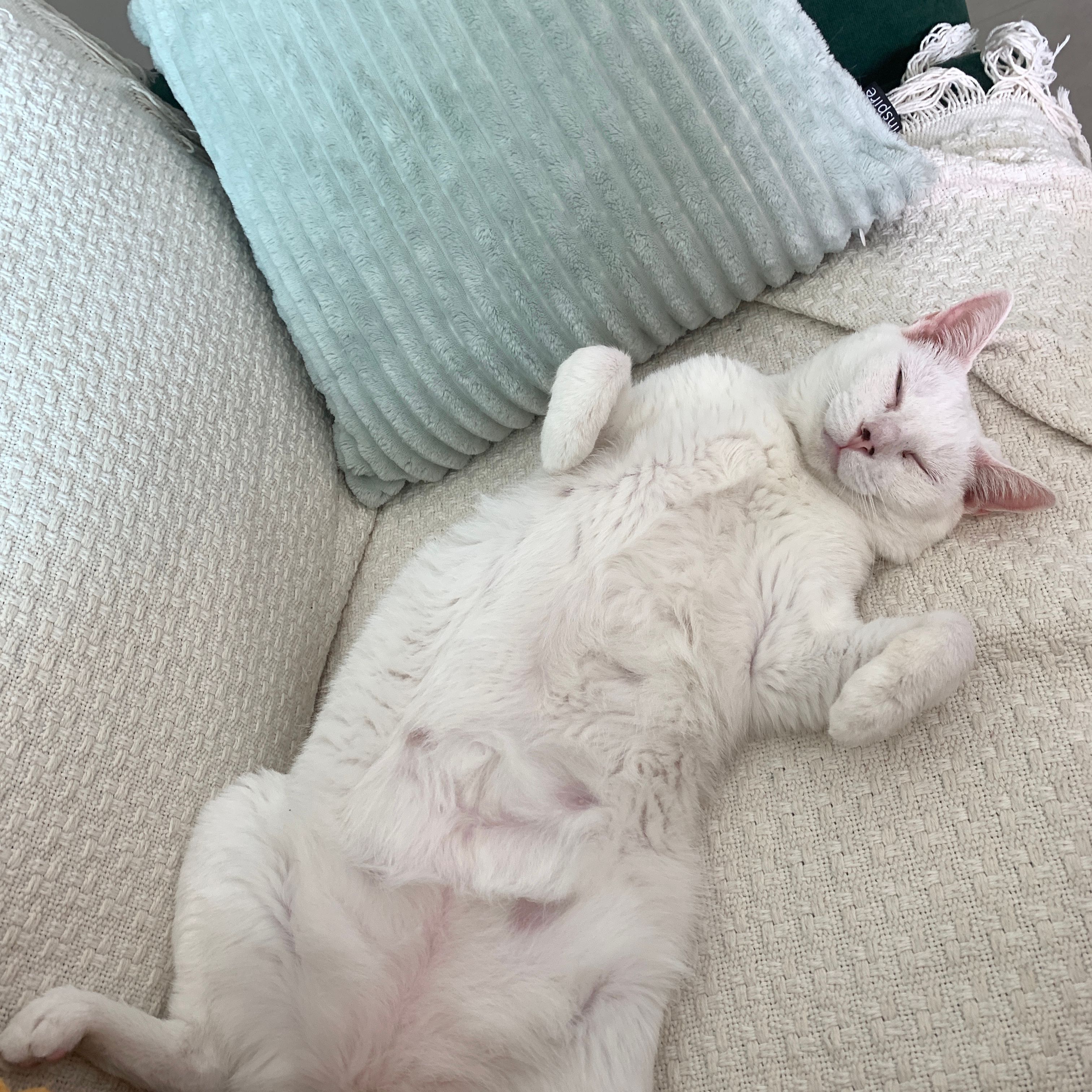 Yuki