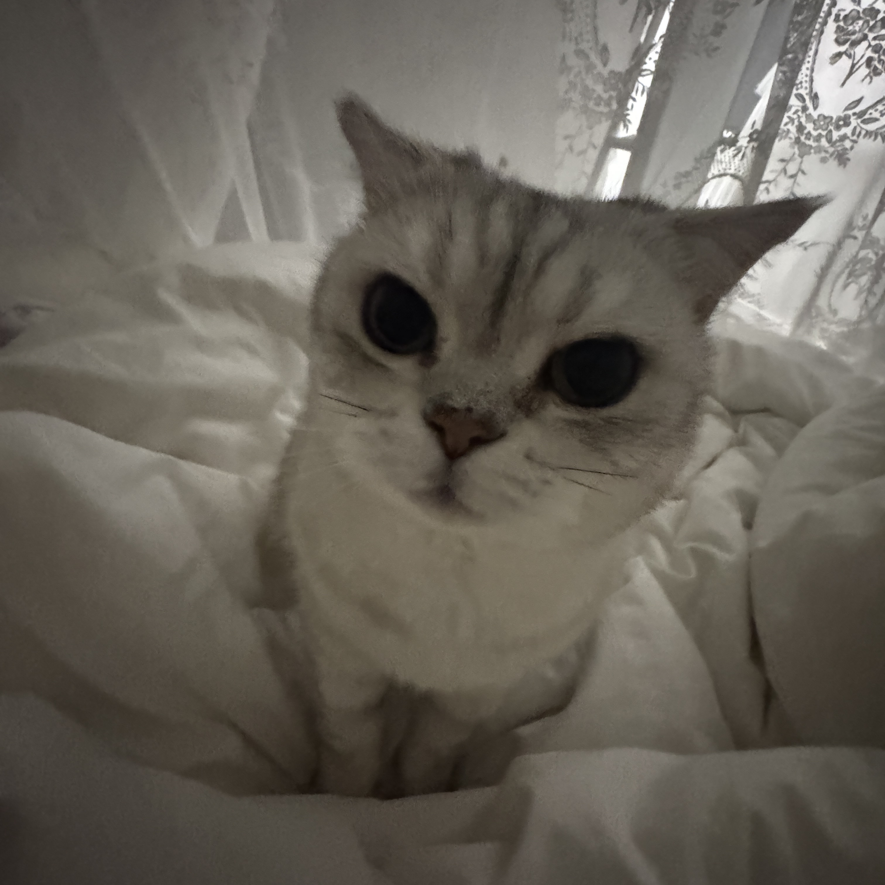 小白 