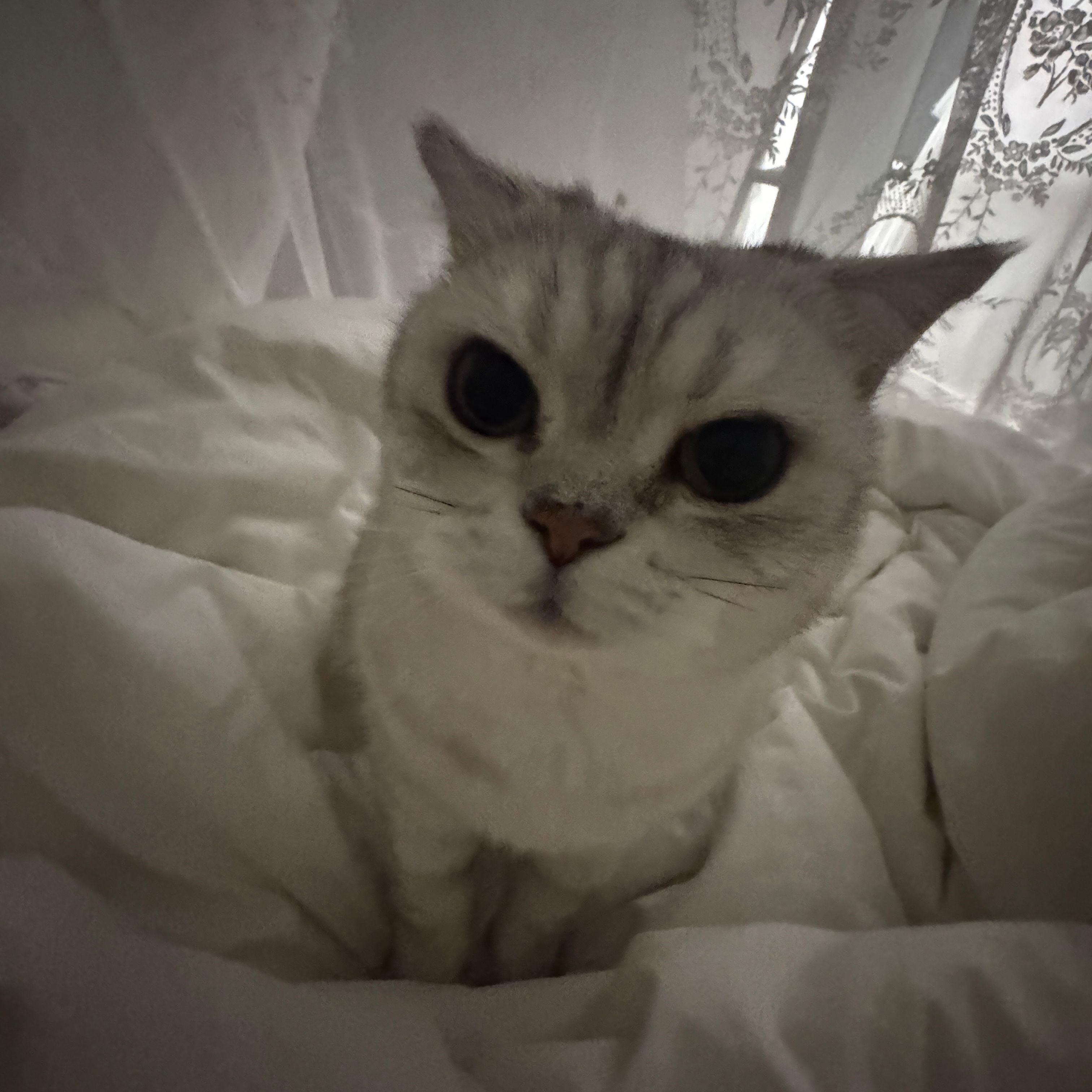 小白