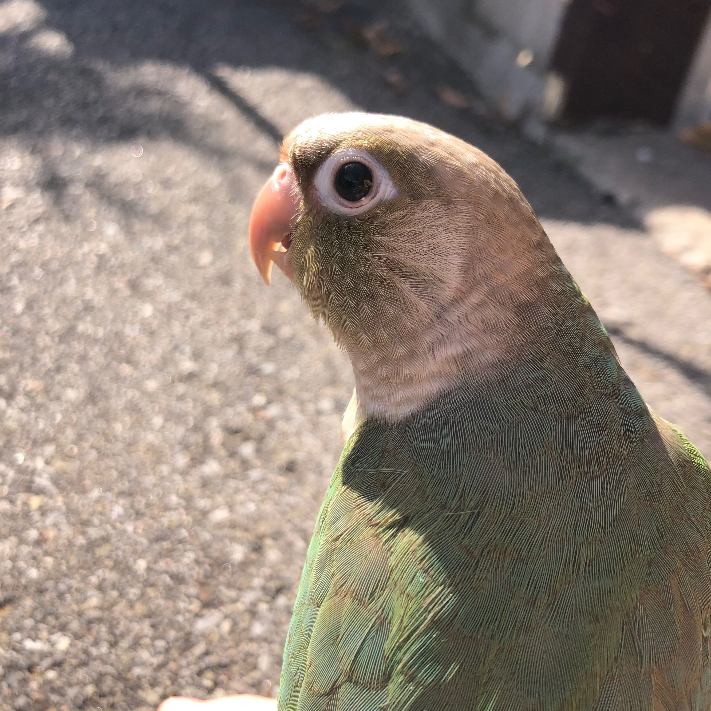 Pistachio
