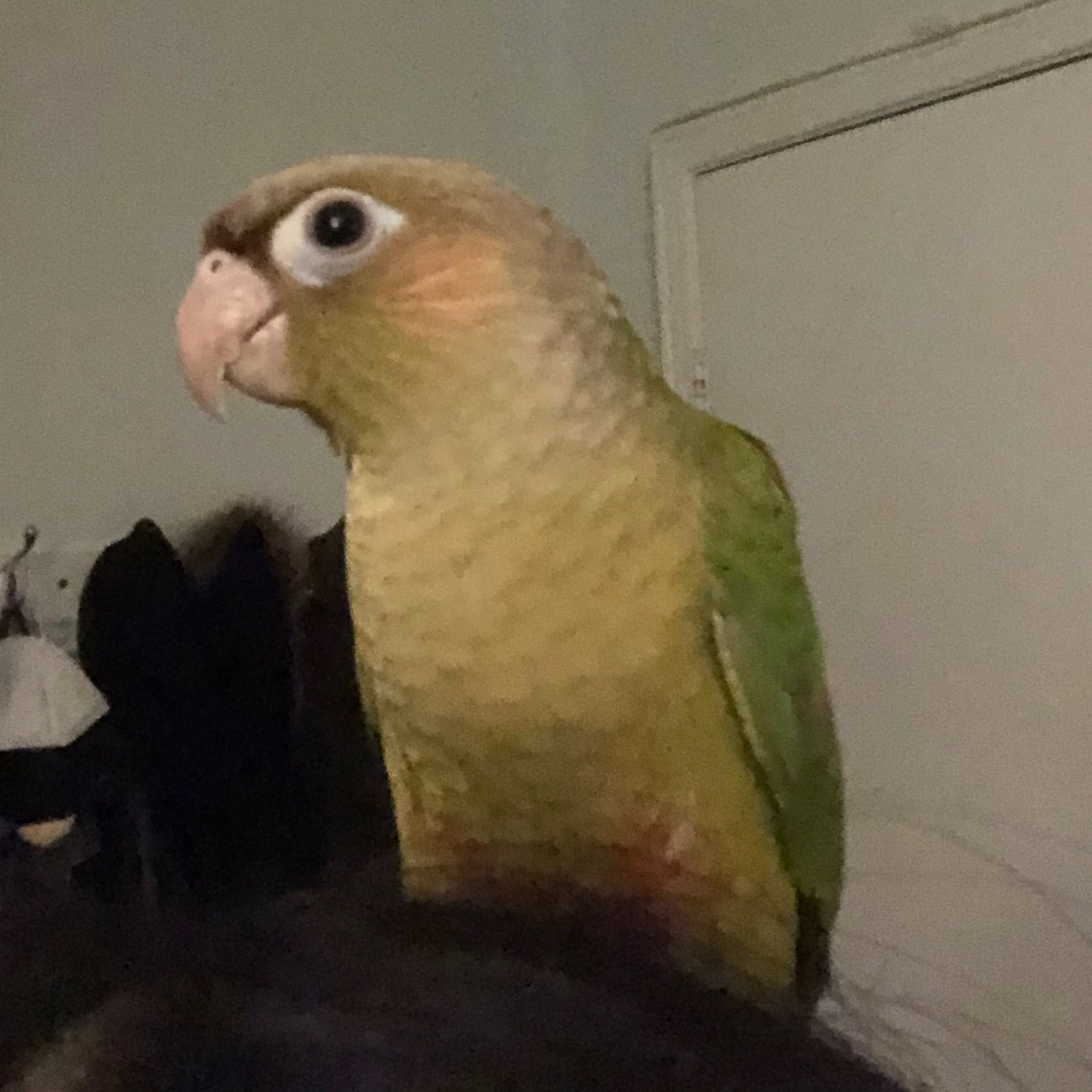 Peanut