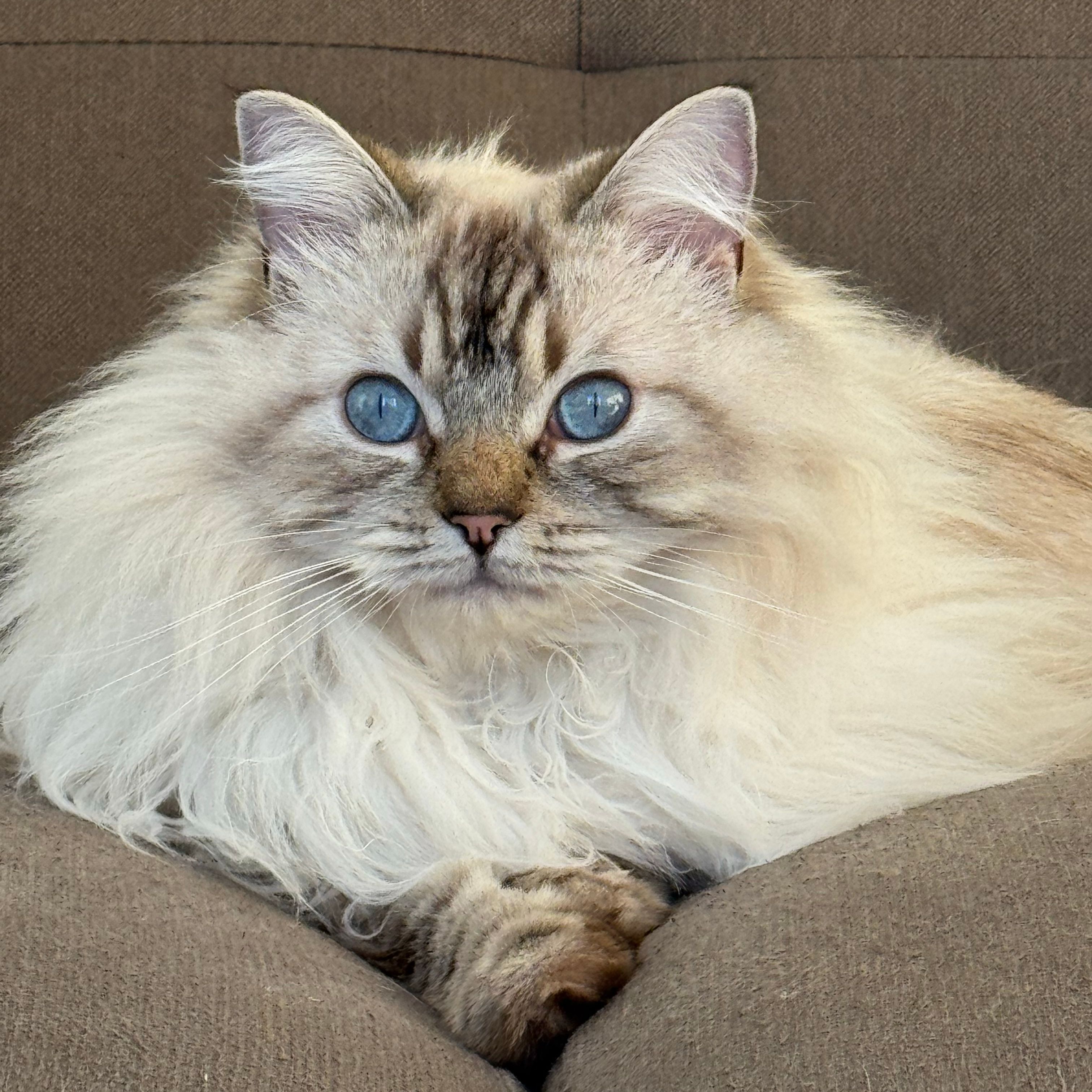 Benny
