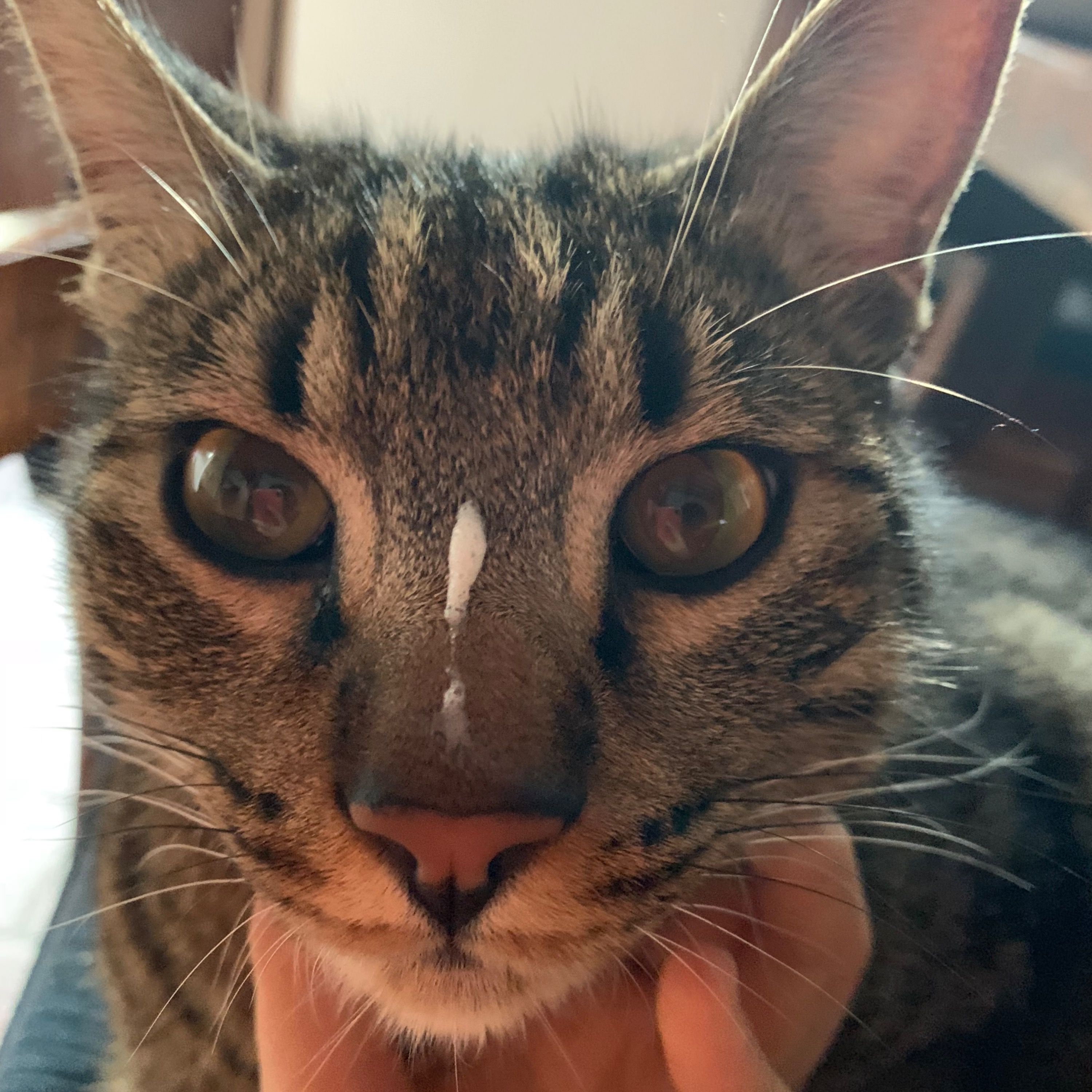 Artù