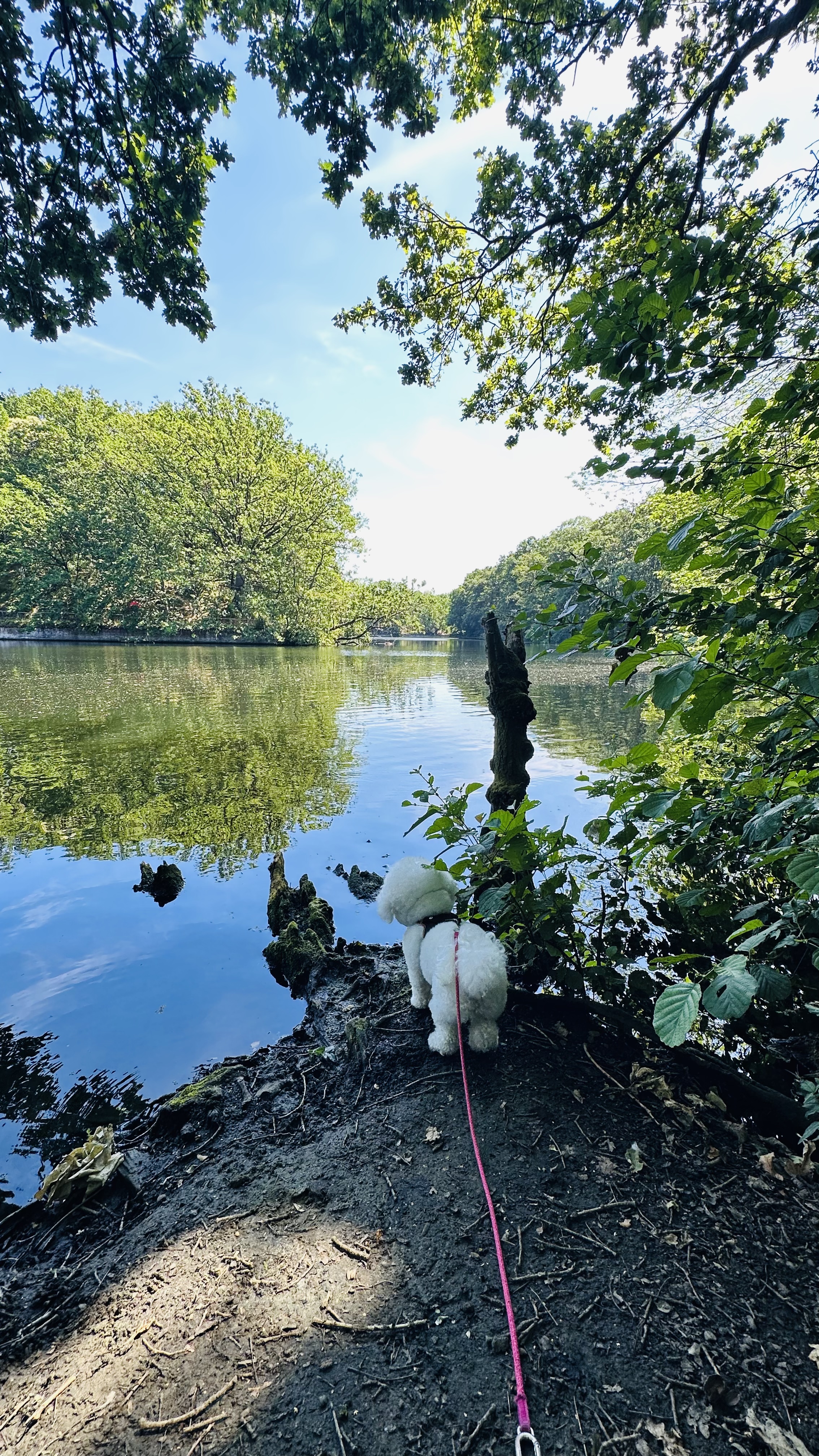image-15