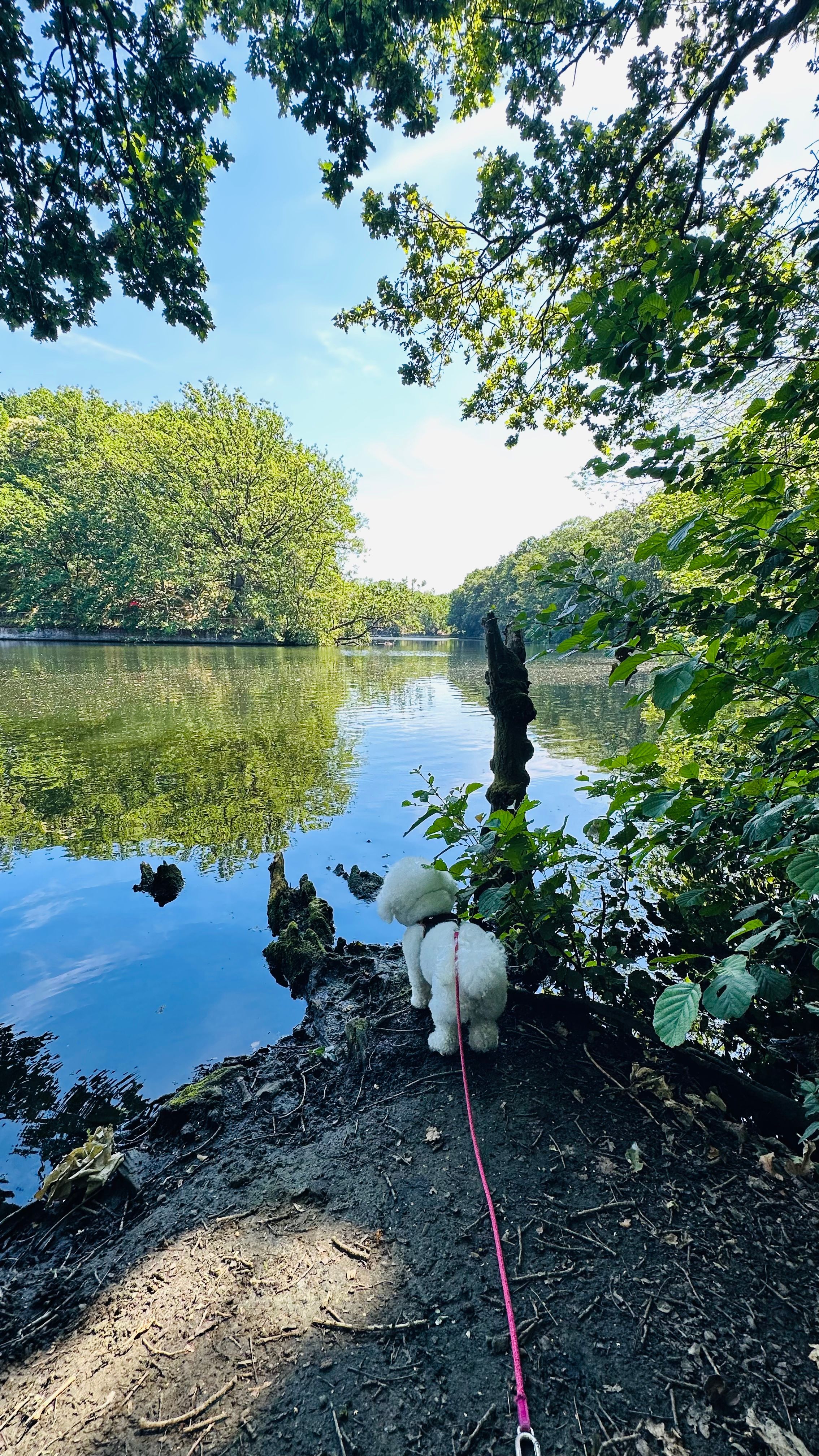 image-15