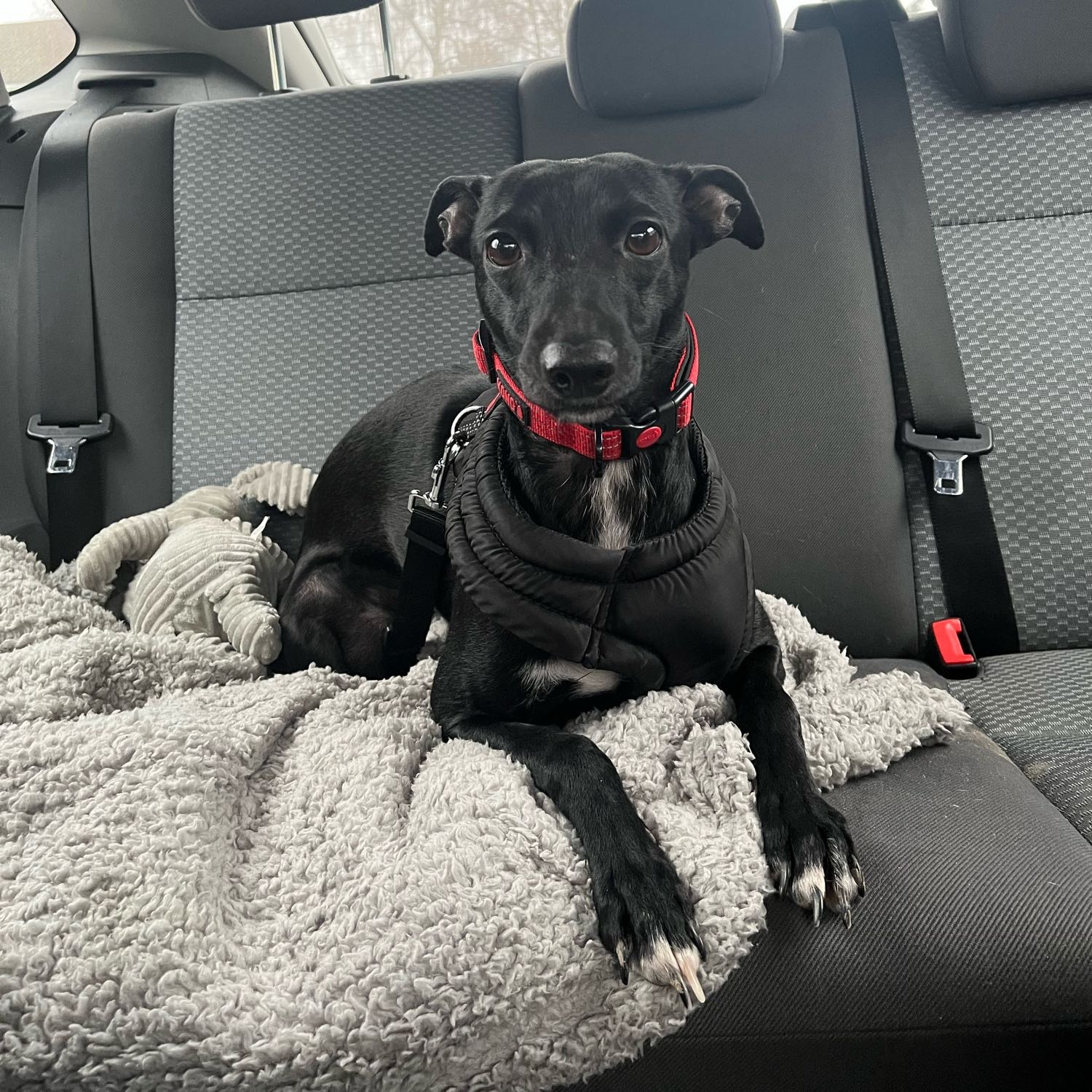 Pippa