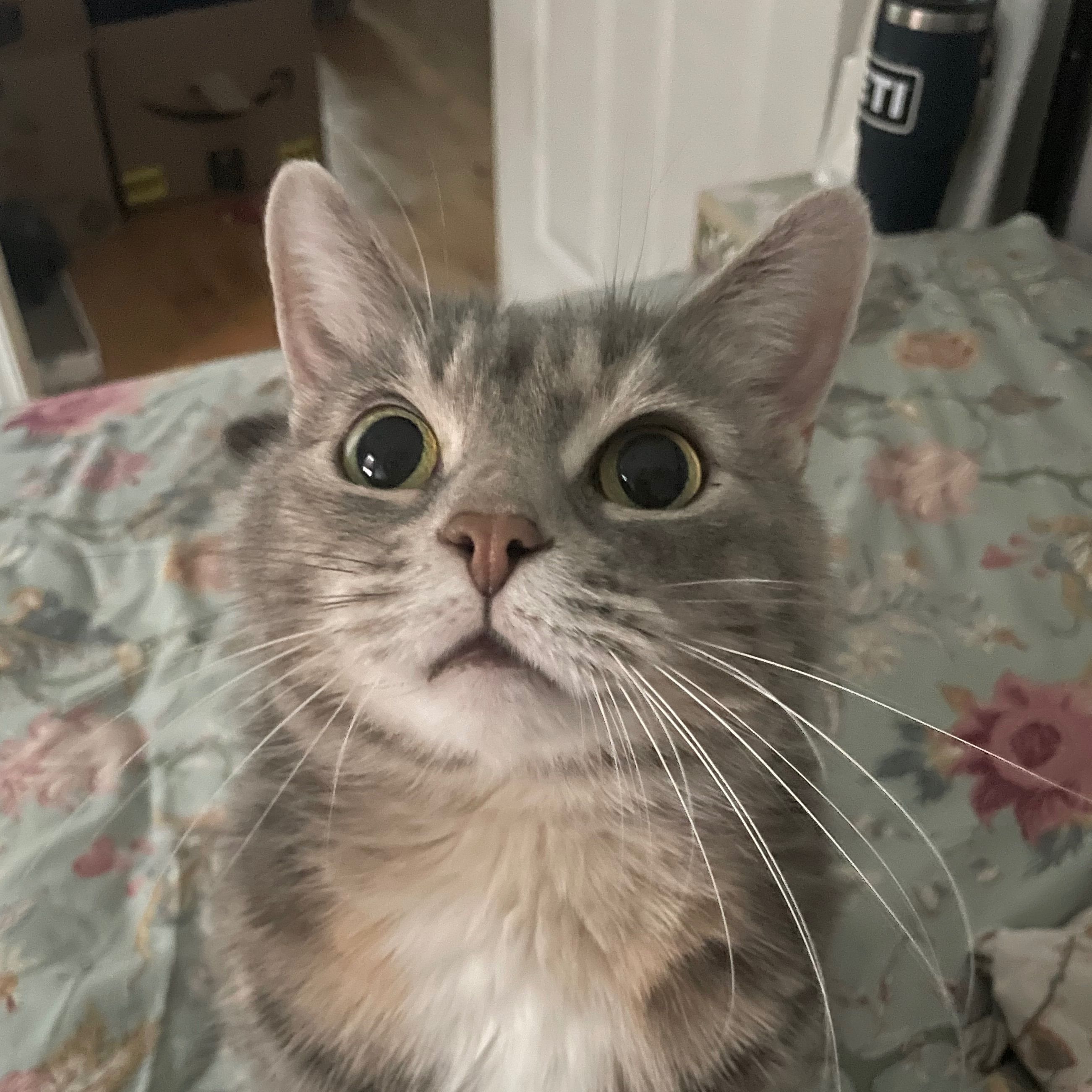 Tuna