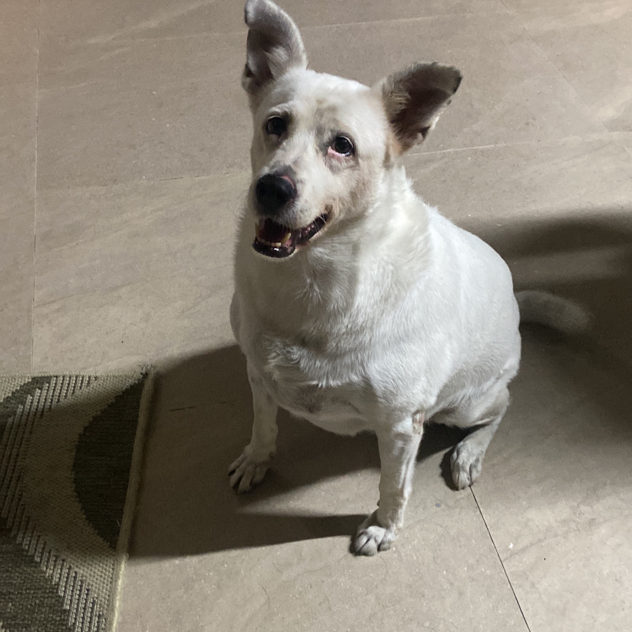 Maya