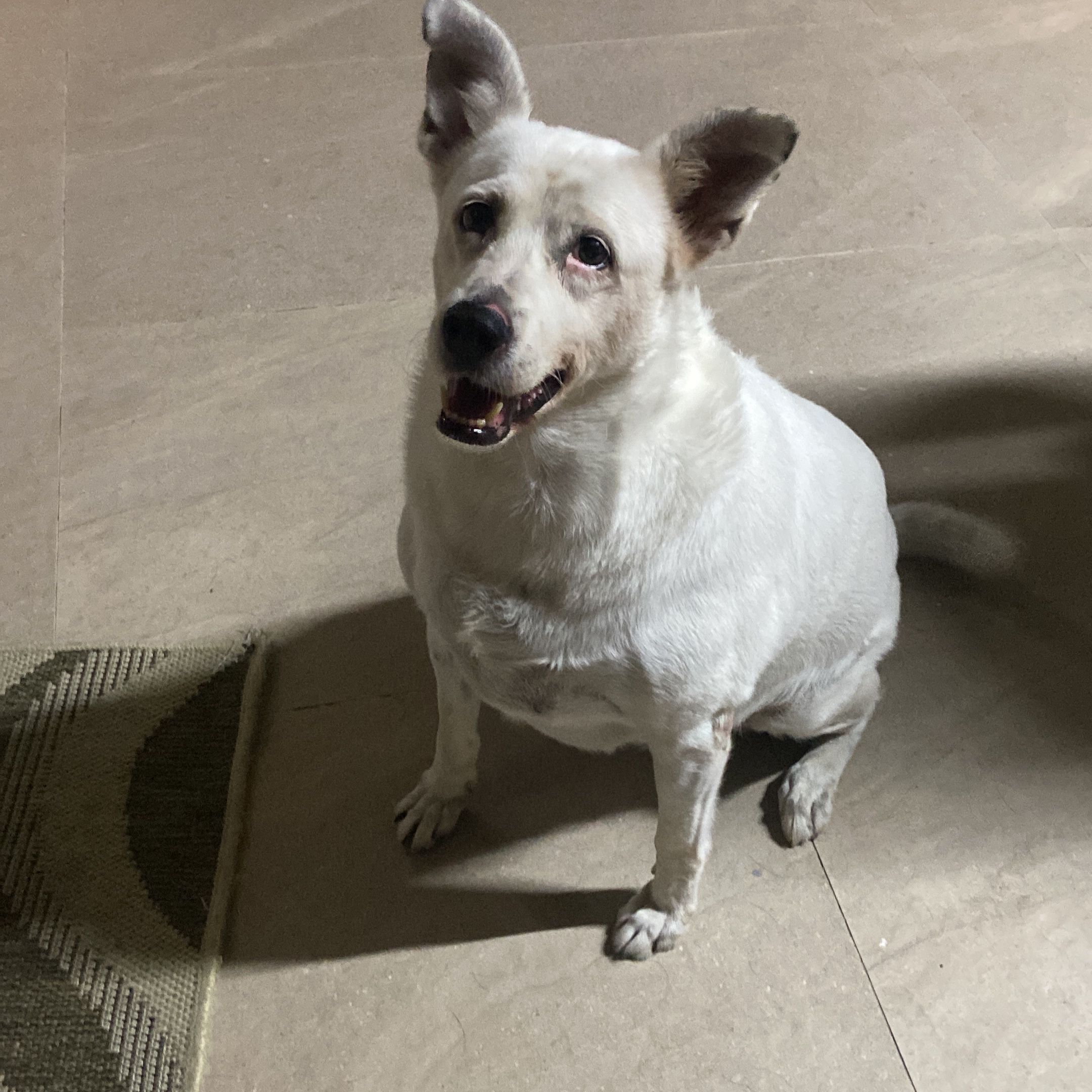 Maya